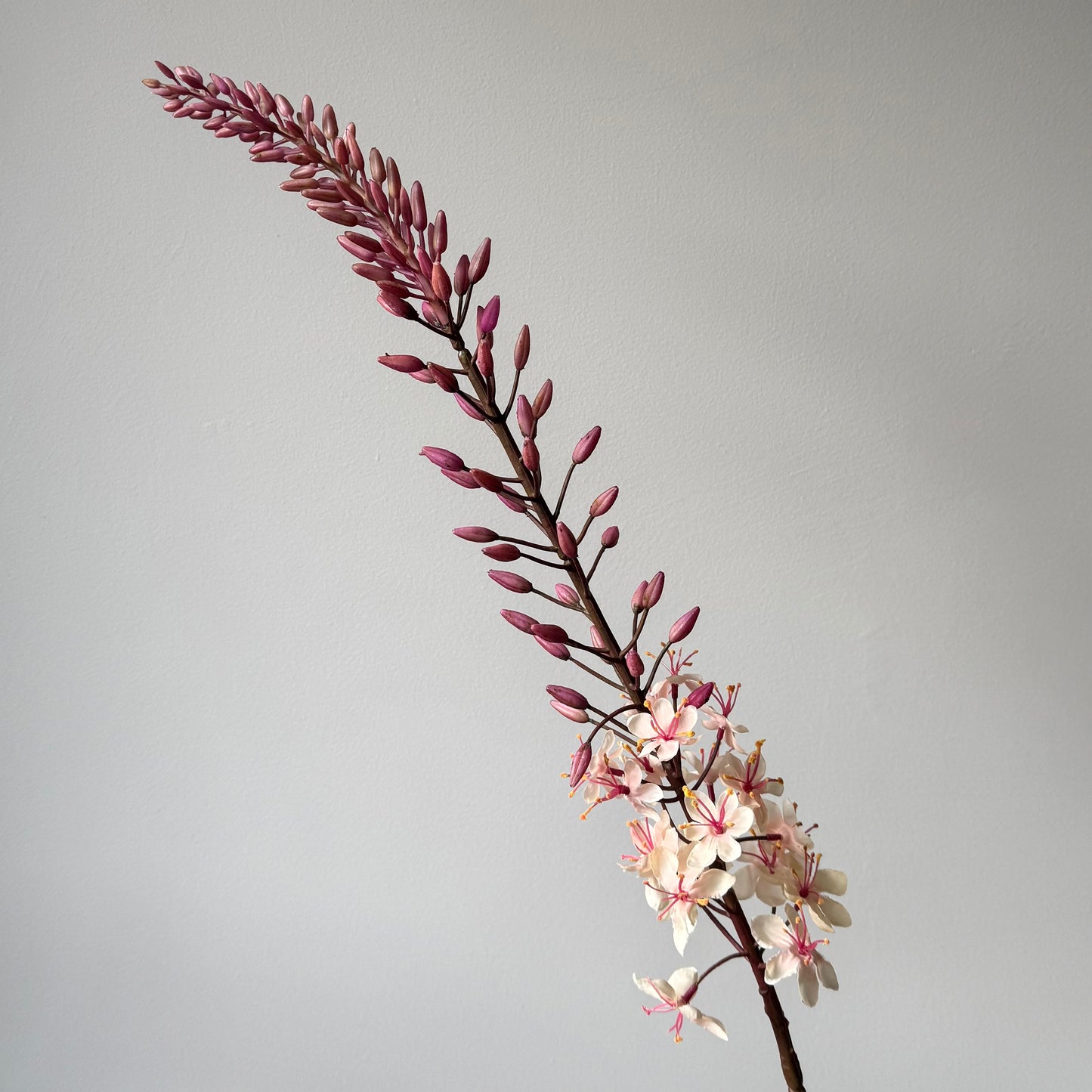 Eremurus (Naald van Cleopatra) - Mauve/Crème