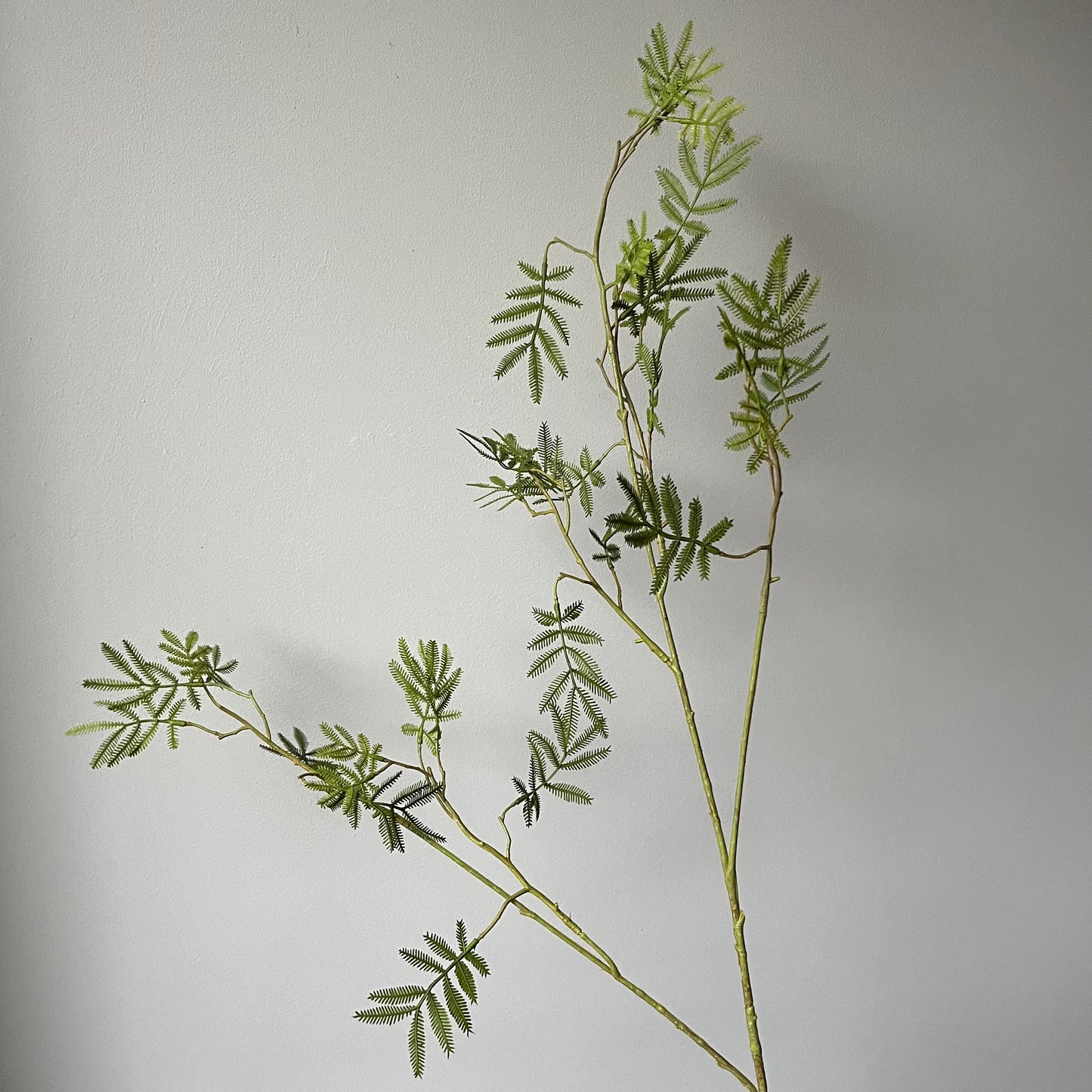 Mimosa Bladtak Large - Groen