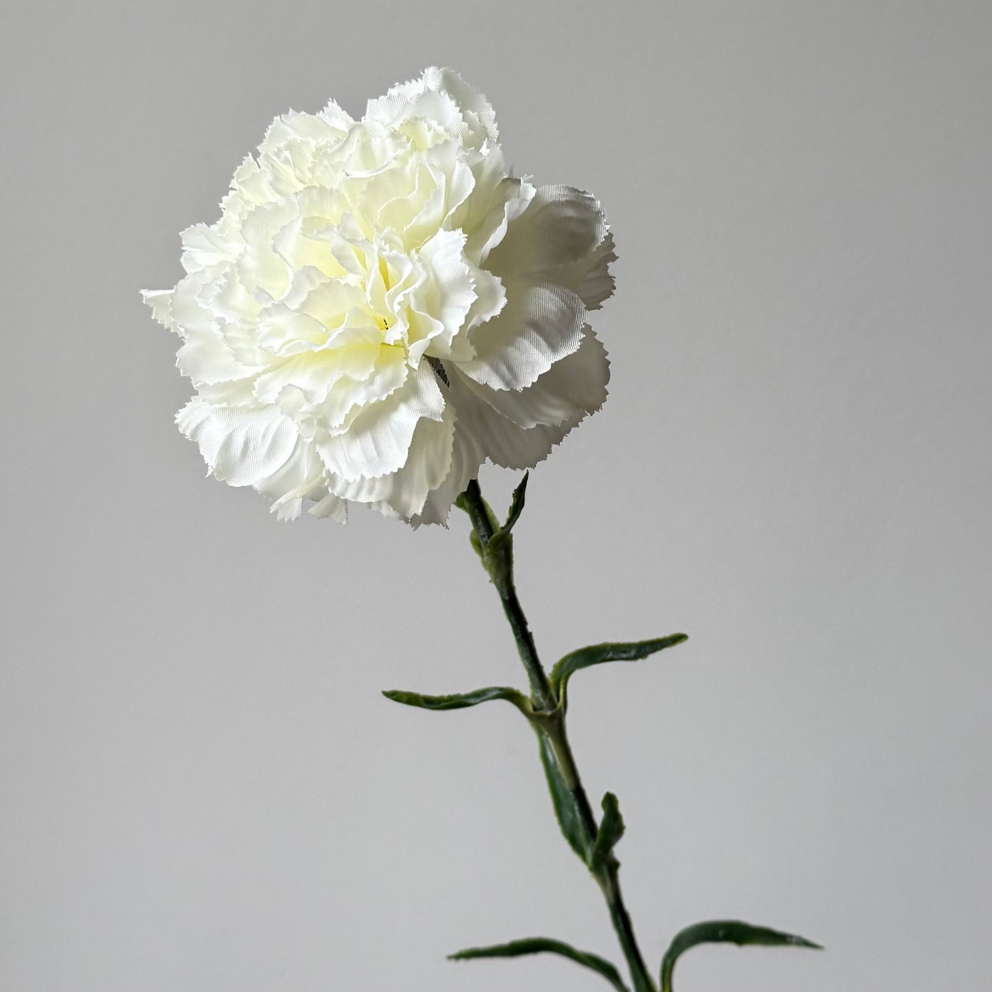 Dianthus (Anjer) - Wit