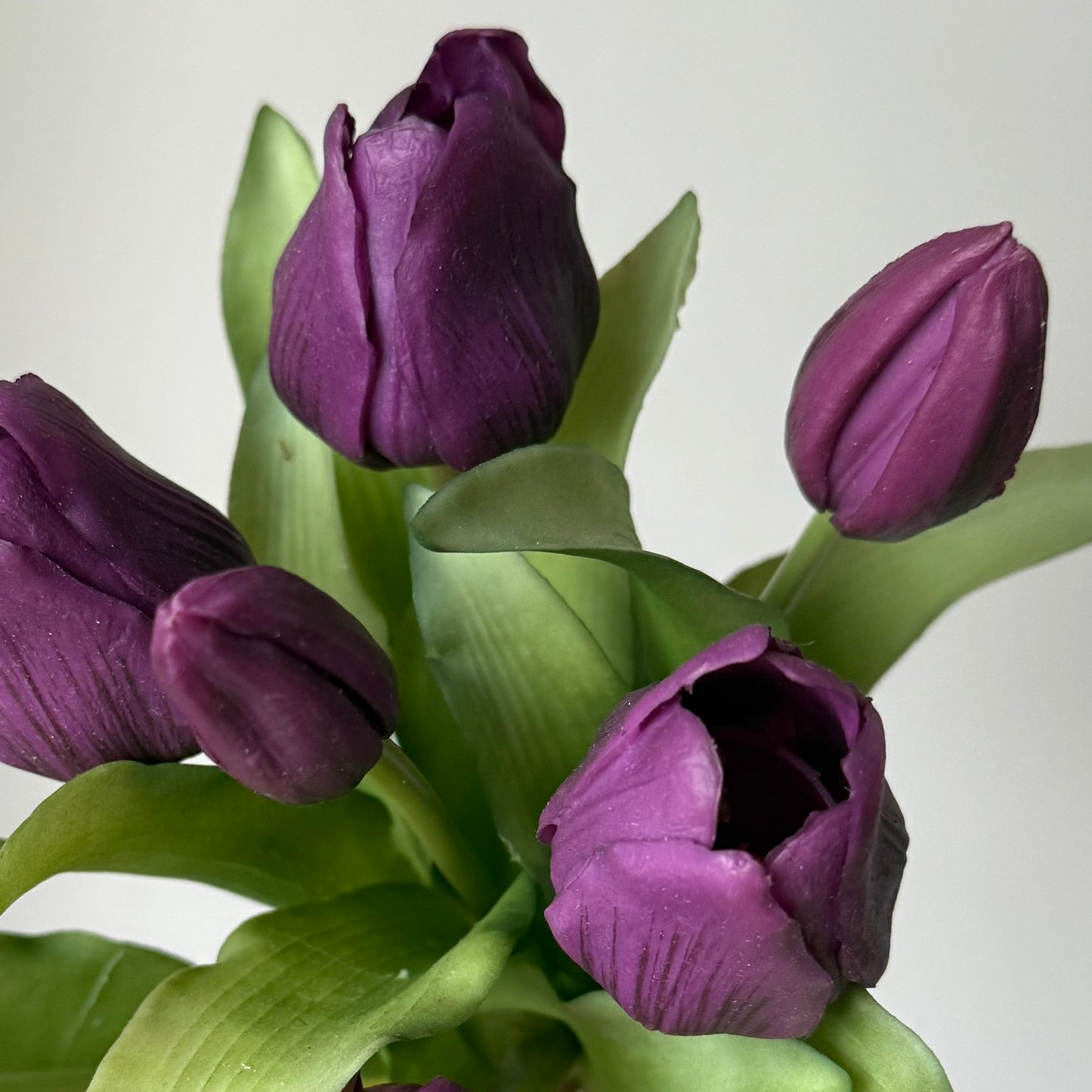 Tulpen (bosje 7 stuks) - Donkerpaars