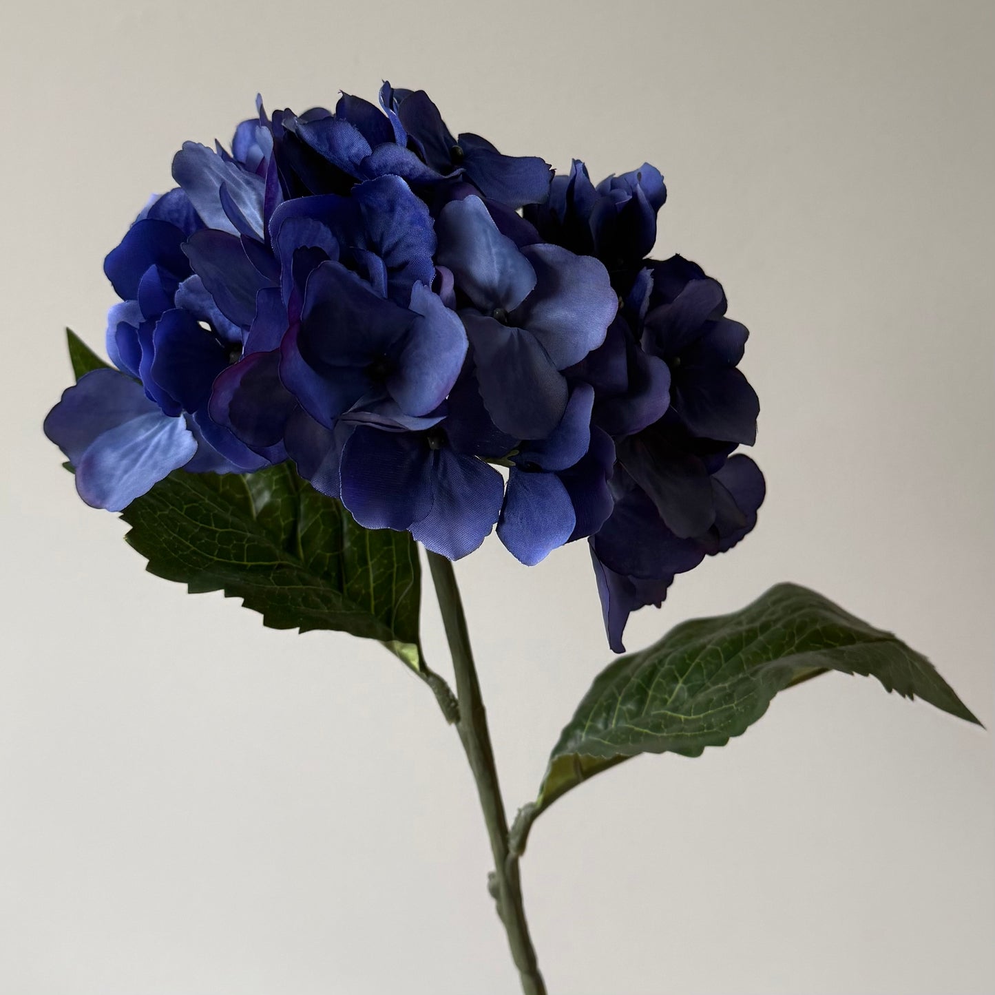 Hydrangea (Hortensia) - Donkerblauw