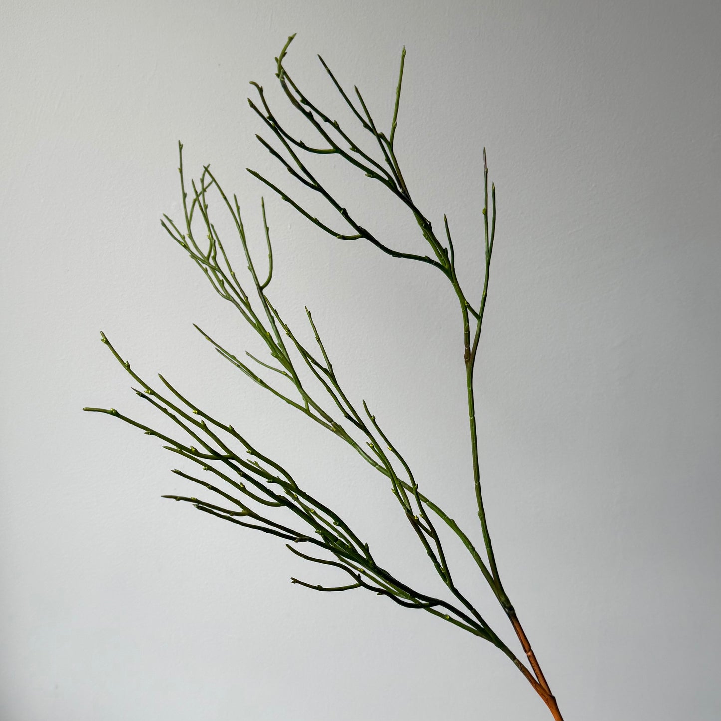 Wilde blauwe bosbes Tak - Groen