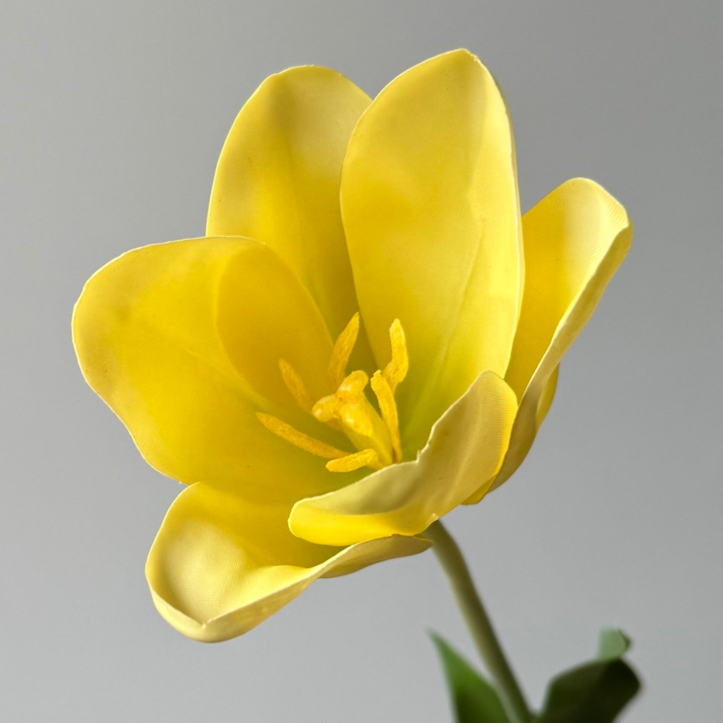 Tulp Steel - Geel