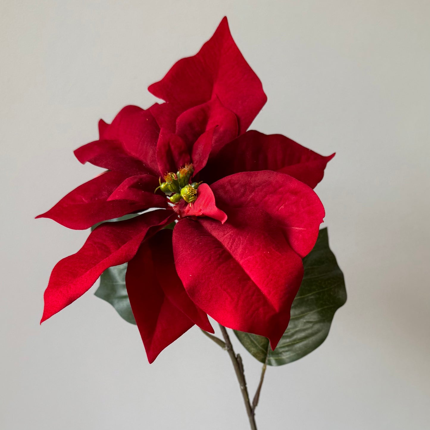Poinsettia (Kerstster) - Rood