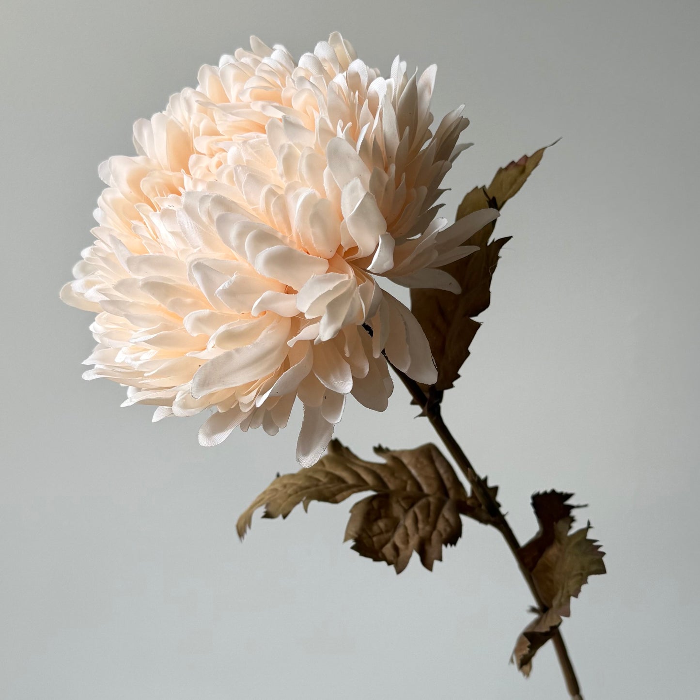 Chrysant - Crème