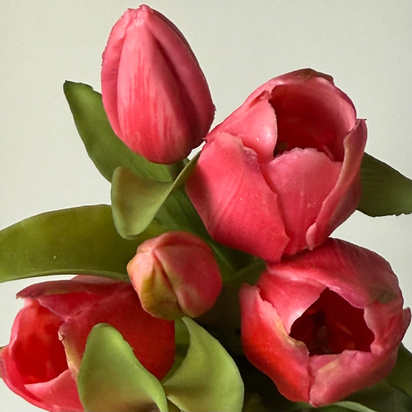 Tulpen (bosje 7 stuks) - Donkerroze