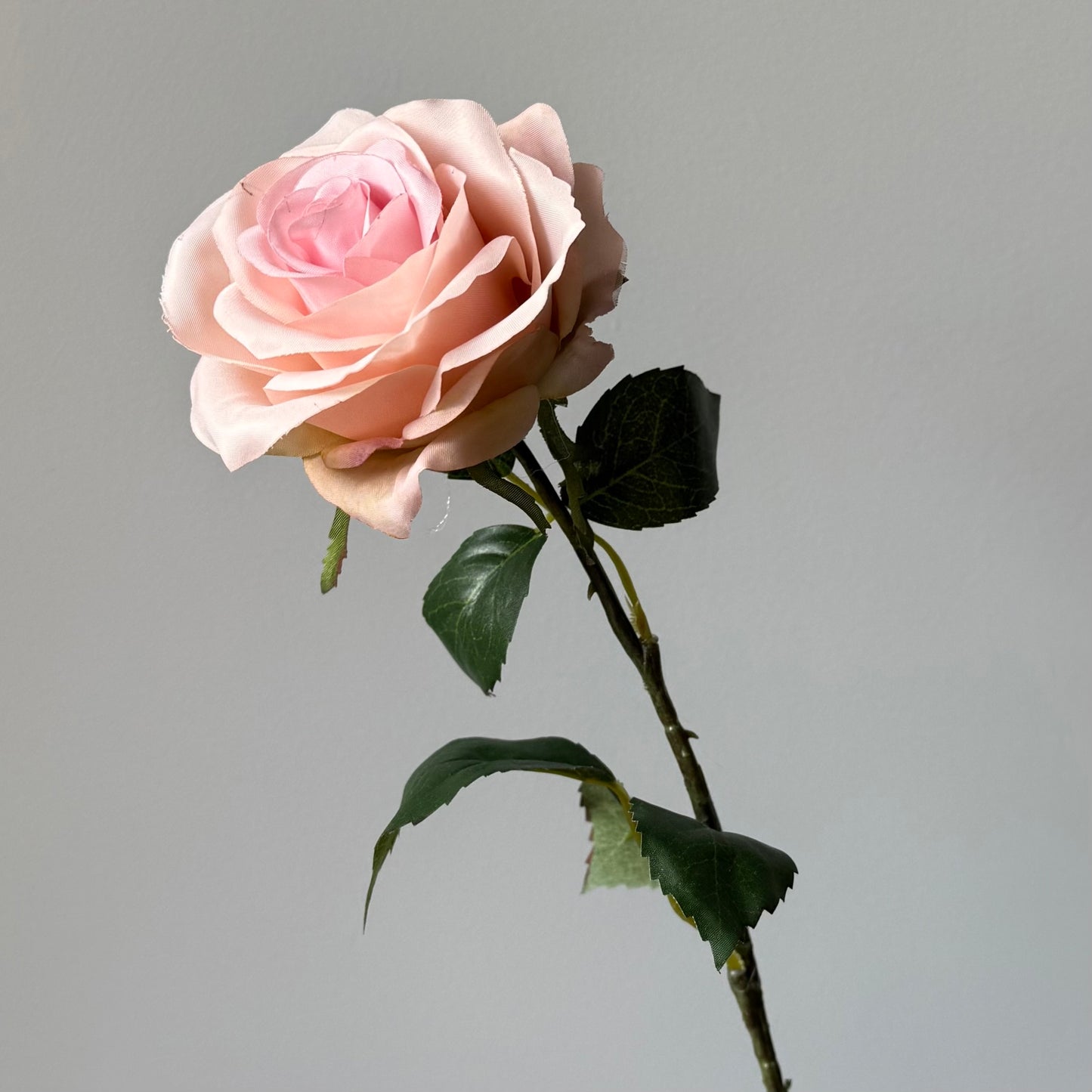 Roos - Licht Roze