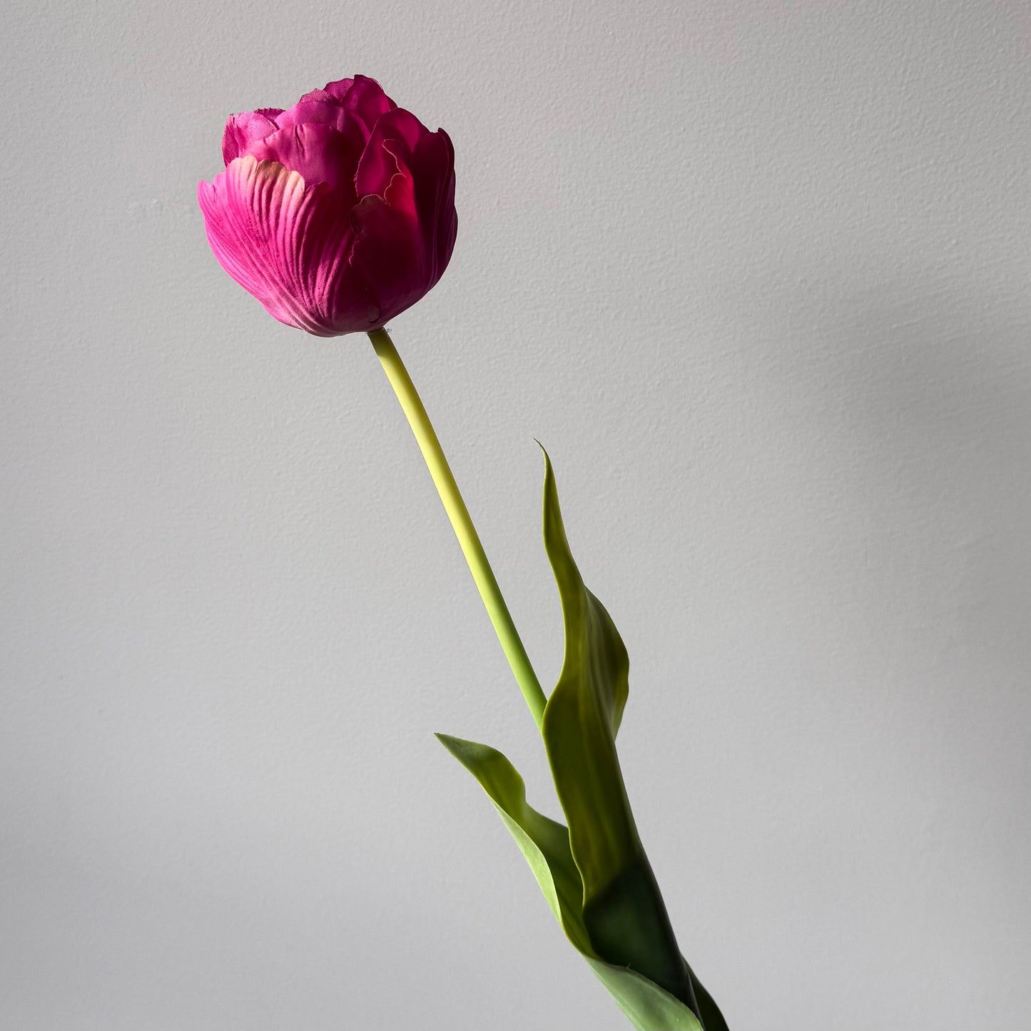 Tulp Golf - Fuchsia