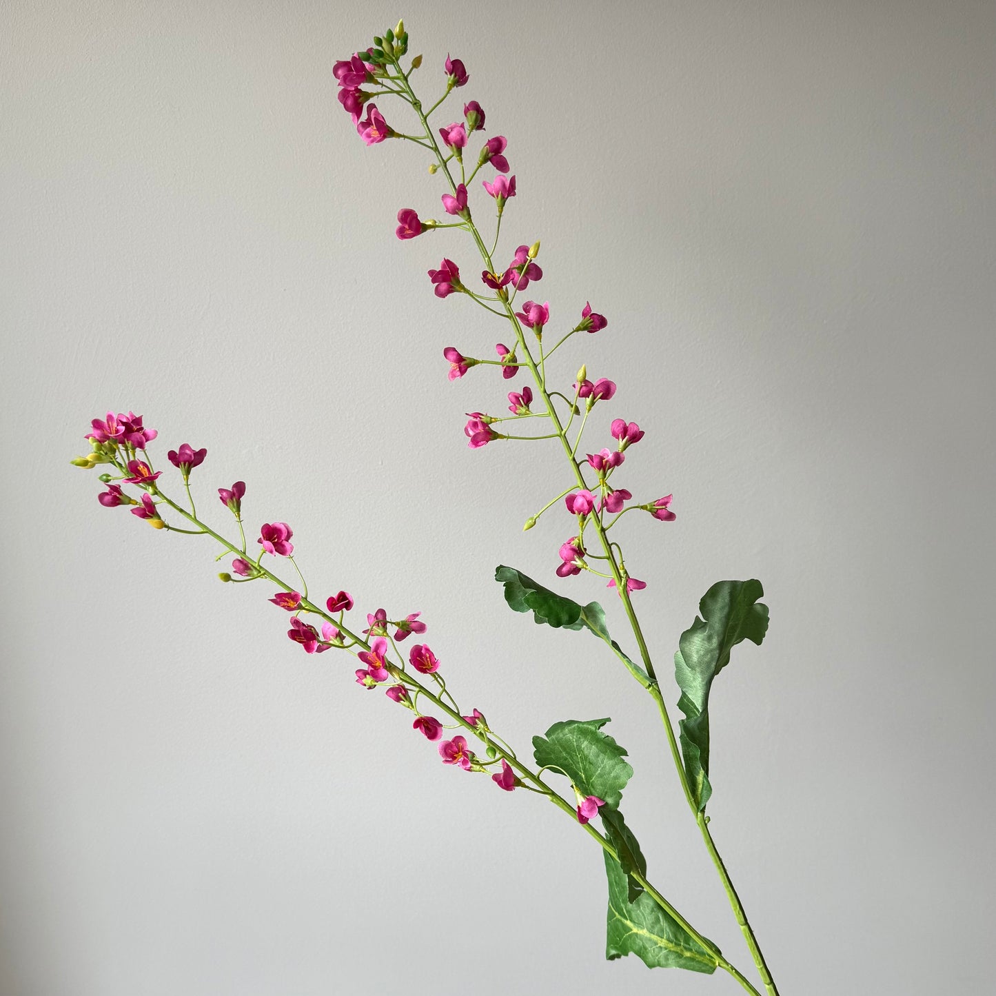 Primula bloesem - Fuchsia