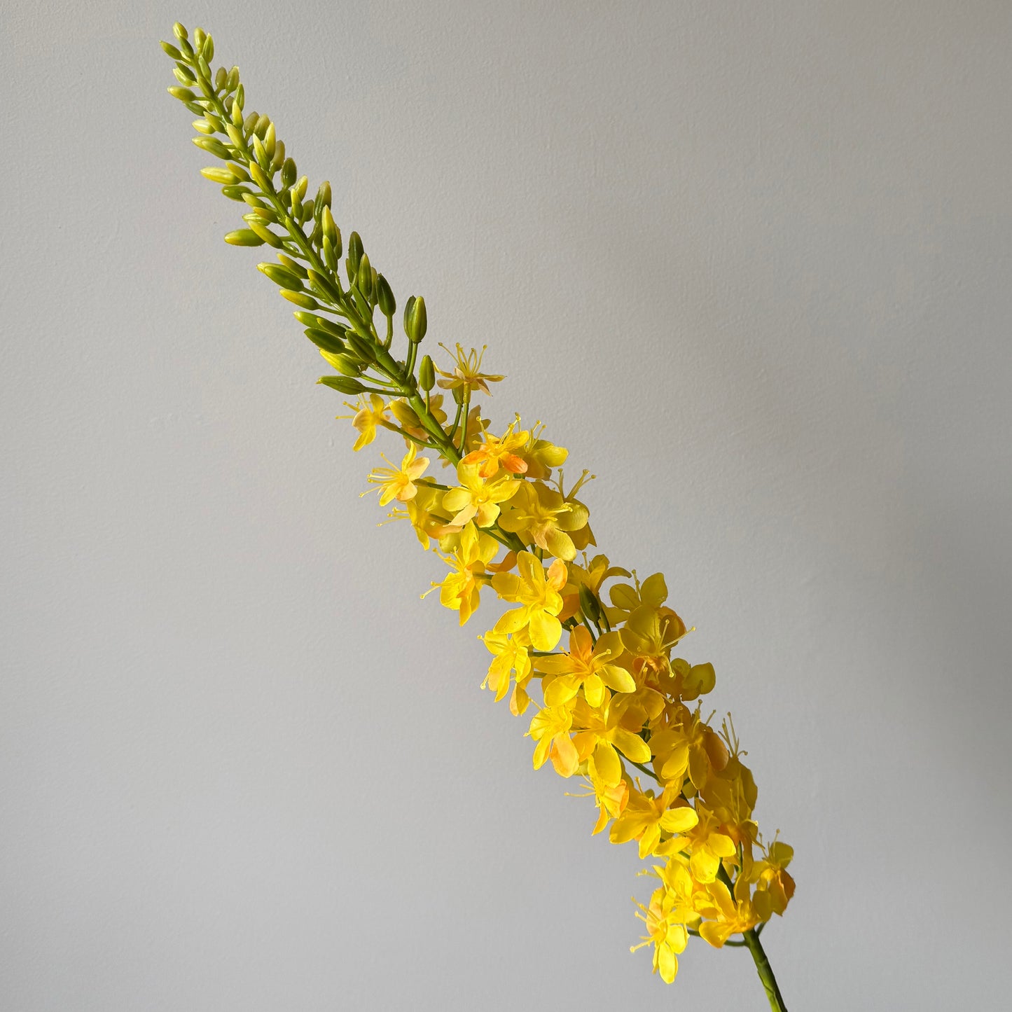Eremurus (Naald van Cleopatra) - Geel