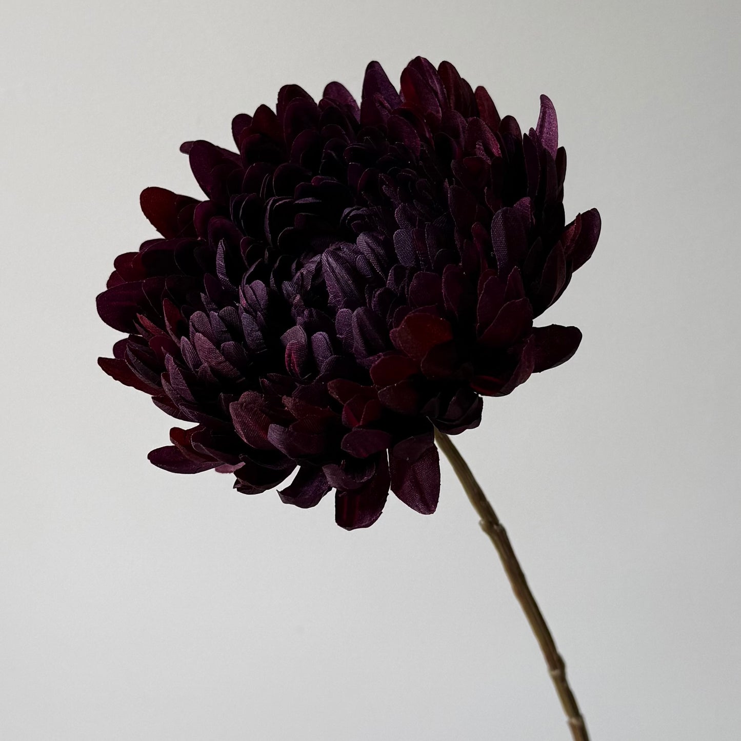 Chrysant - Bordeaux