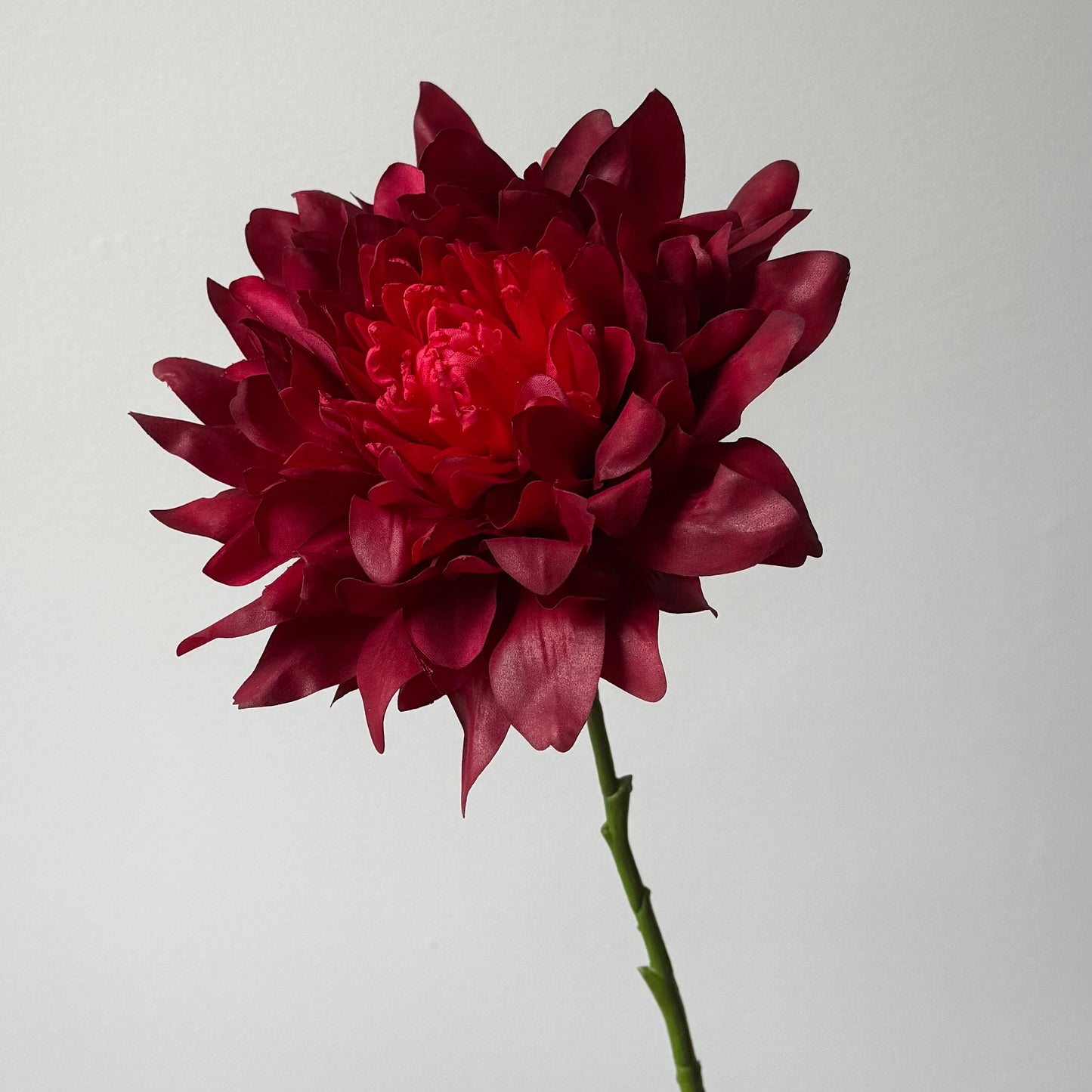 Dahlia Giant Real Touch - Rood