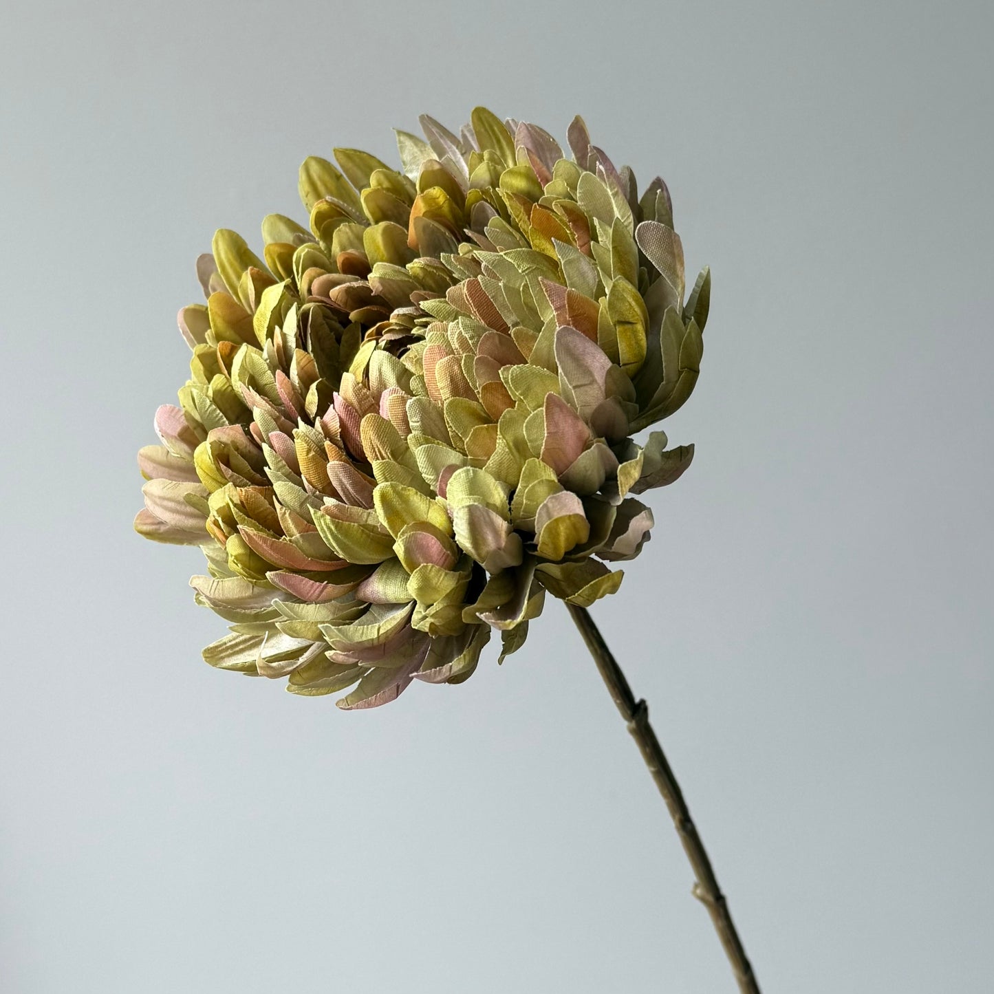 Chrysant - Groen/Mauve