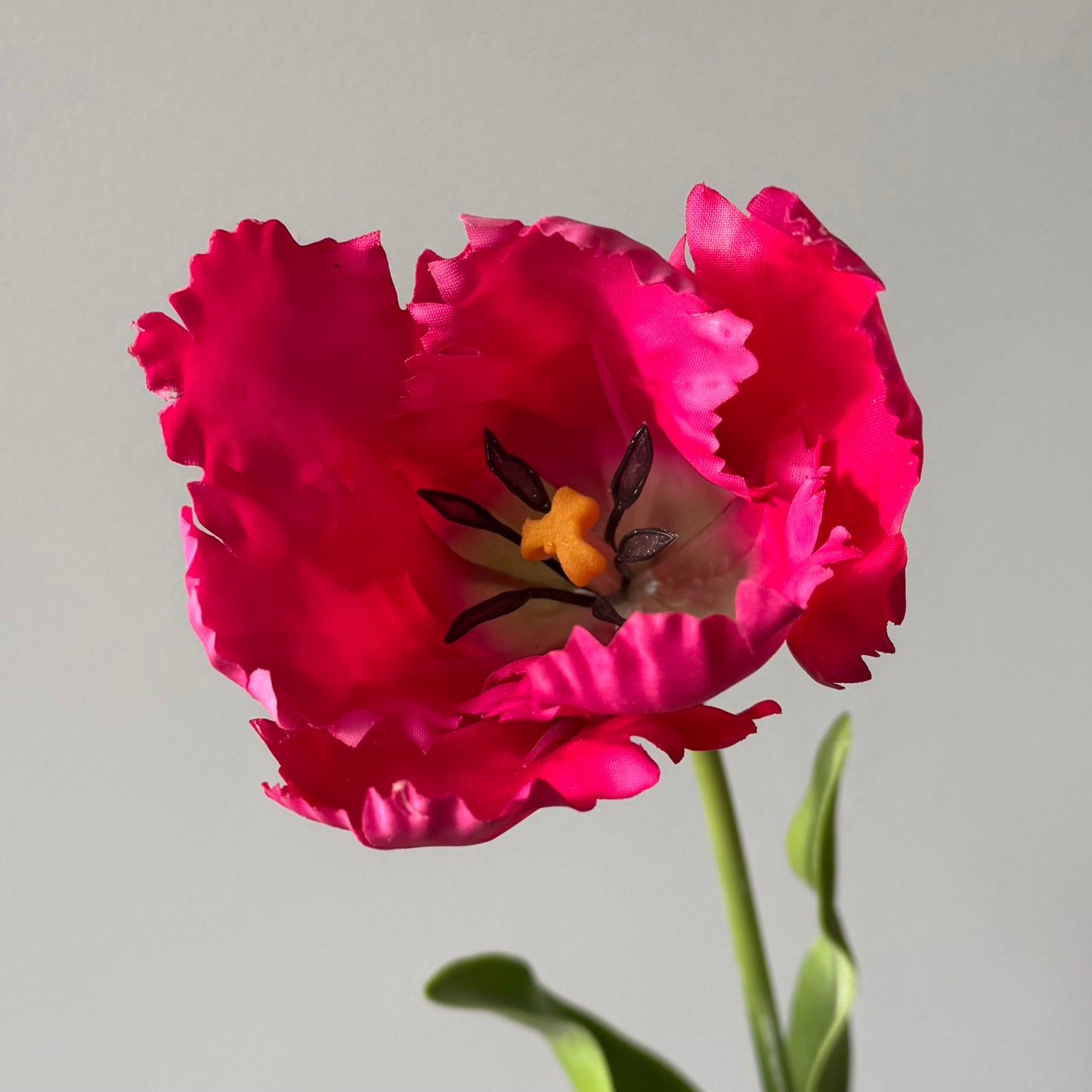 Tulp Papagaai - Cerise