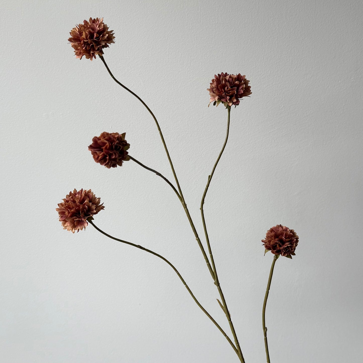 Korenbloem tak - Bruin