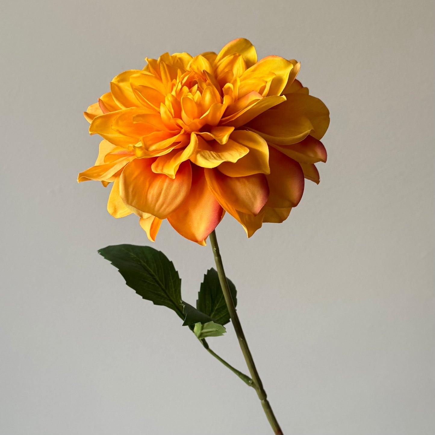 Dahlia - Oranje