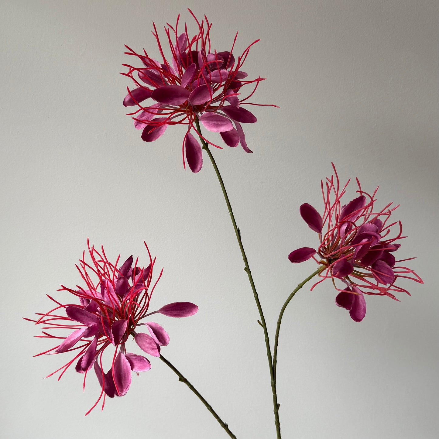 Spider Flower Spray - Fuchsia