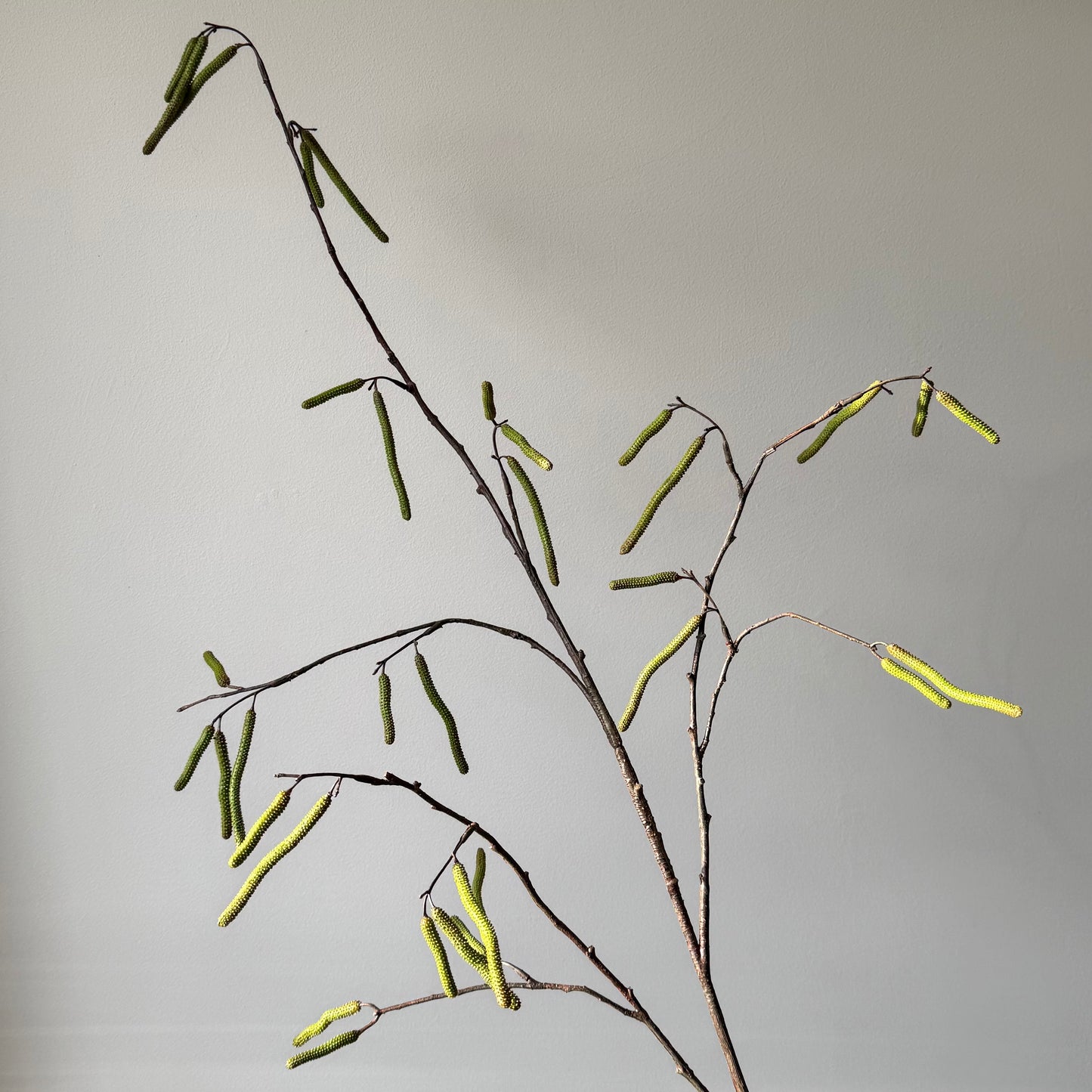 Berken tak met katjes - Groen