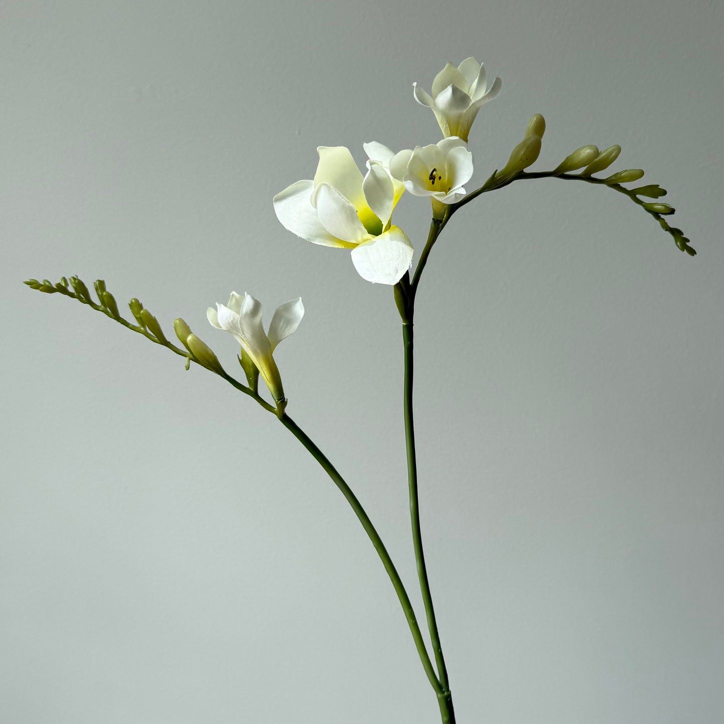 Freesia - Wit