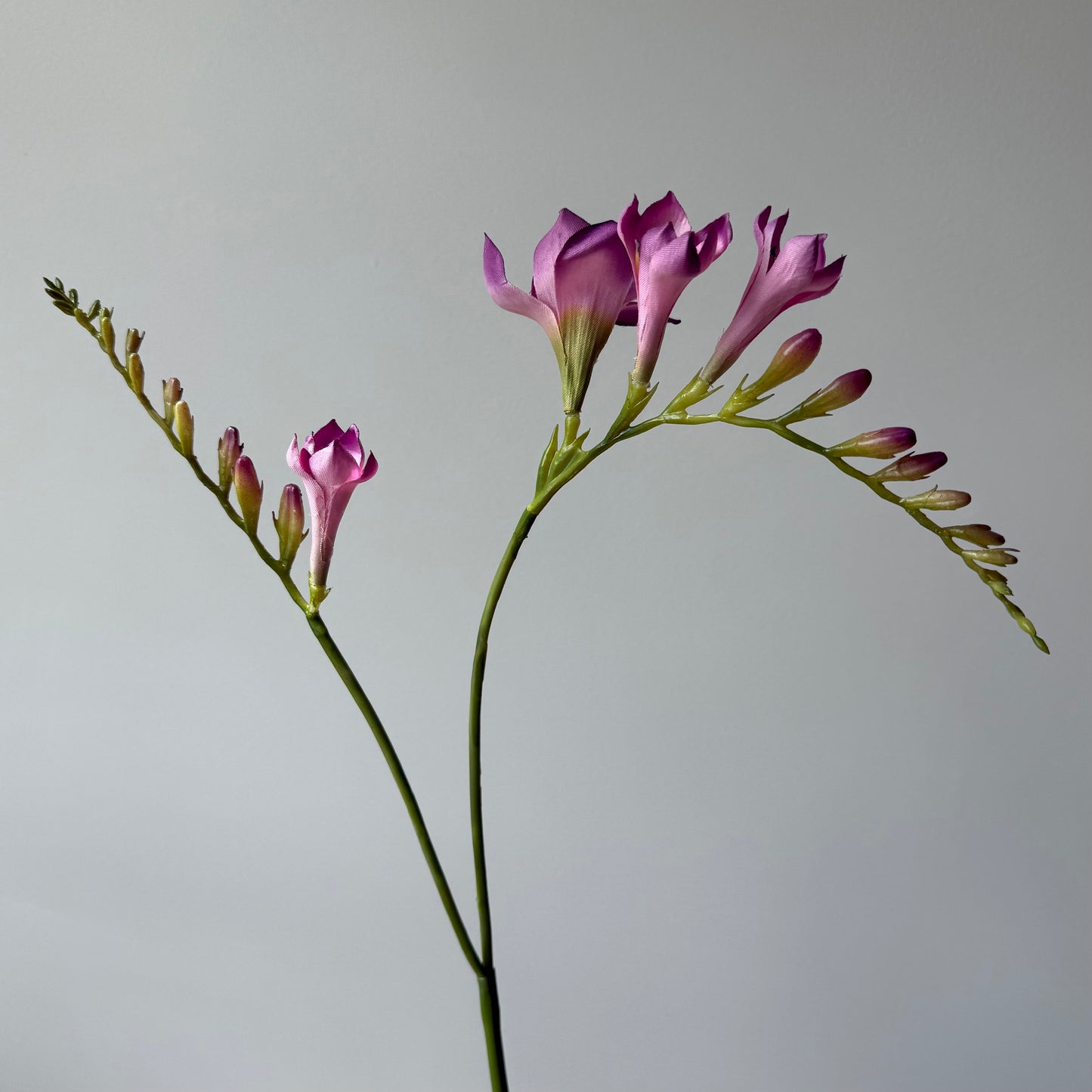 Freesia - Paars