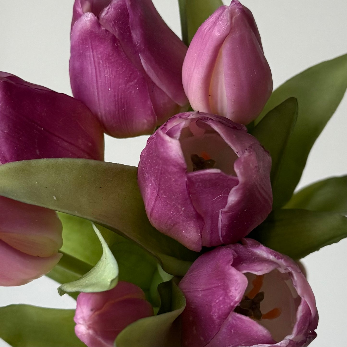 Tulpen (bosje 7 stuks) - Lichtpaars