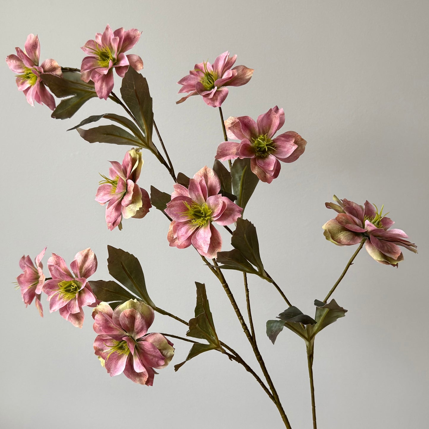 Helleborus (Kerstroos) - Oudroze