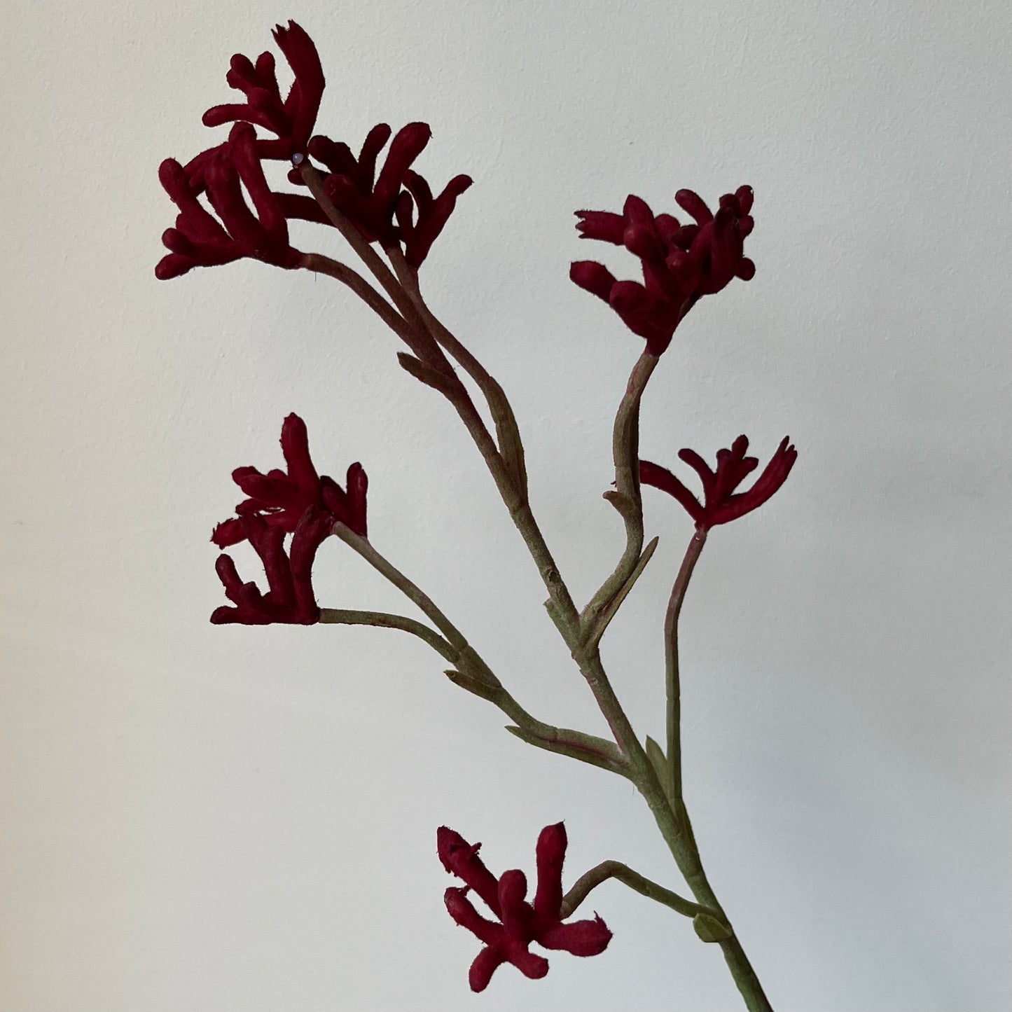 Anigozanthos (Kangoeroepoot) - Rood