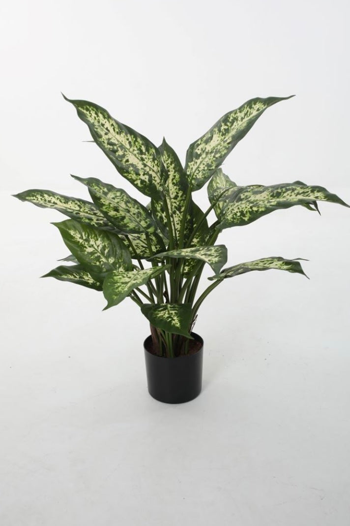 dieffenbachia carina Dieffenbachia Carina (51cm)