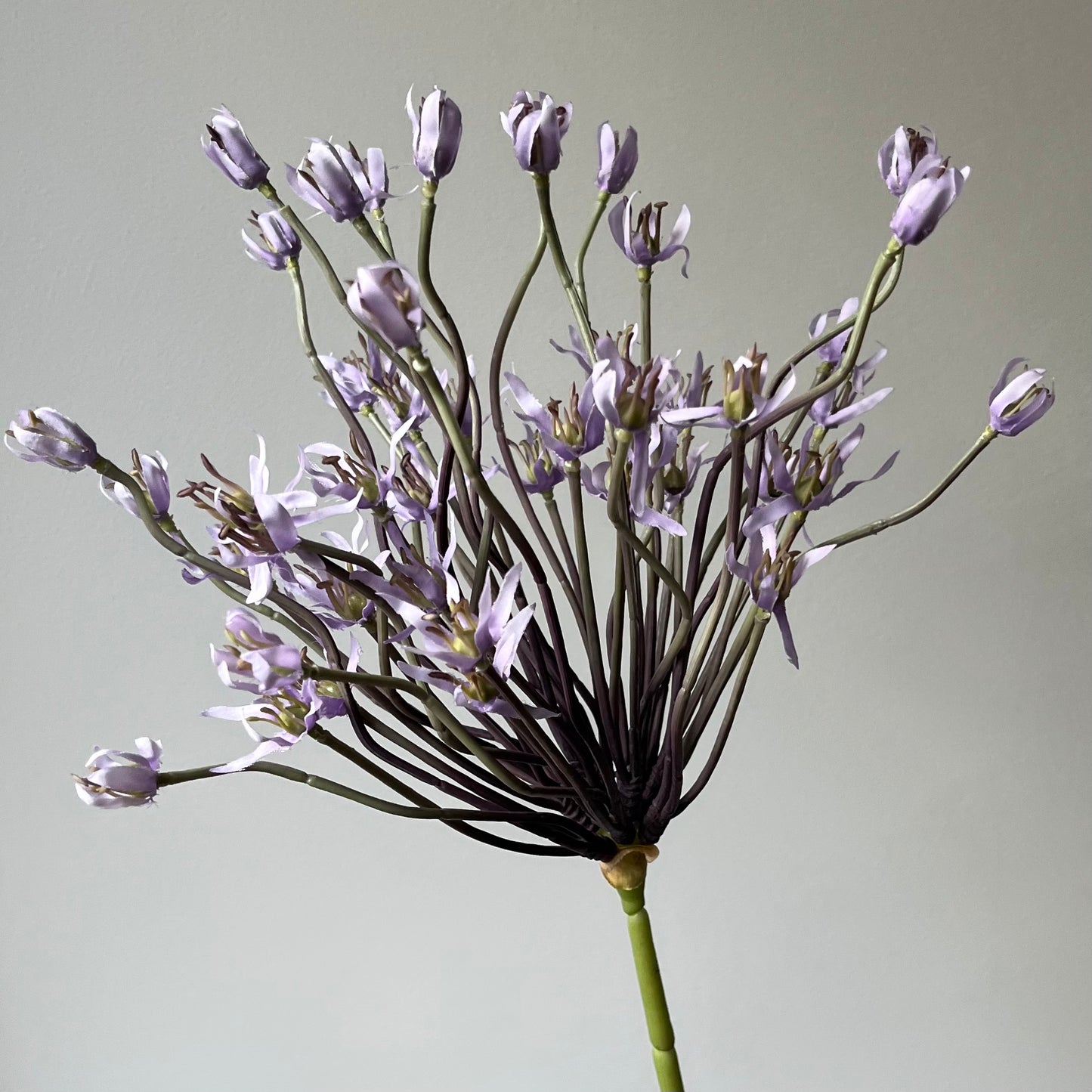 Allium Spray Groot (Sierui) - Paars