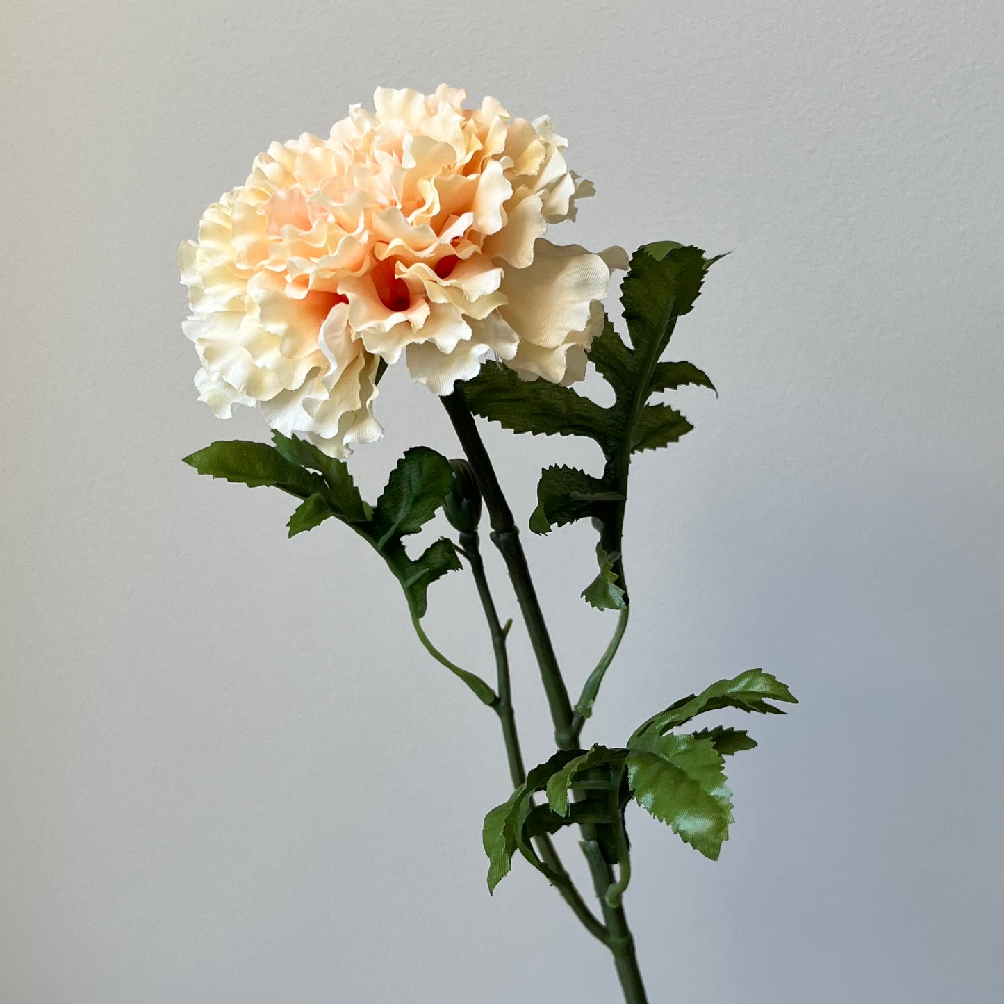 Marigold (Afrikaantje) - Peach