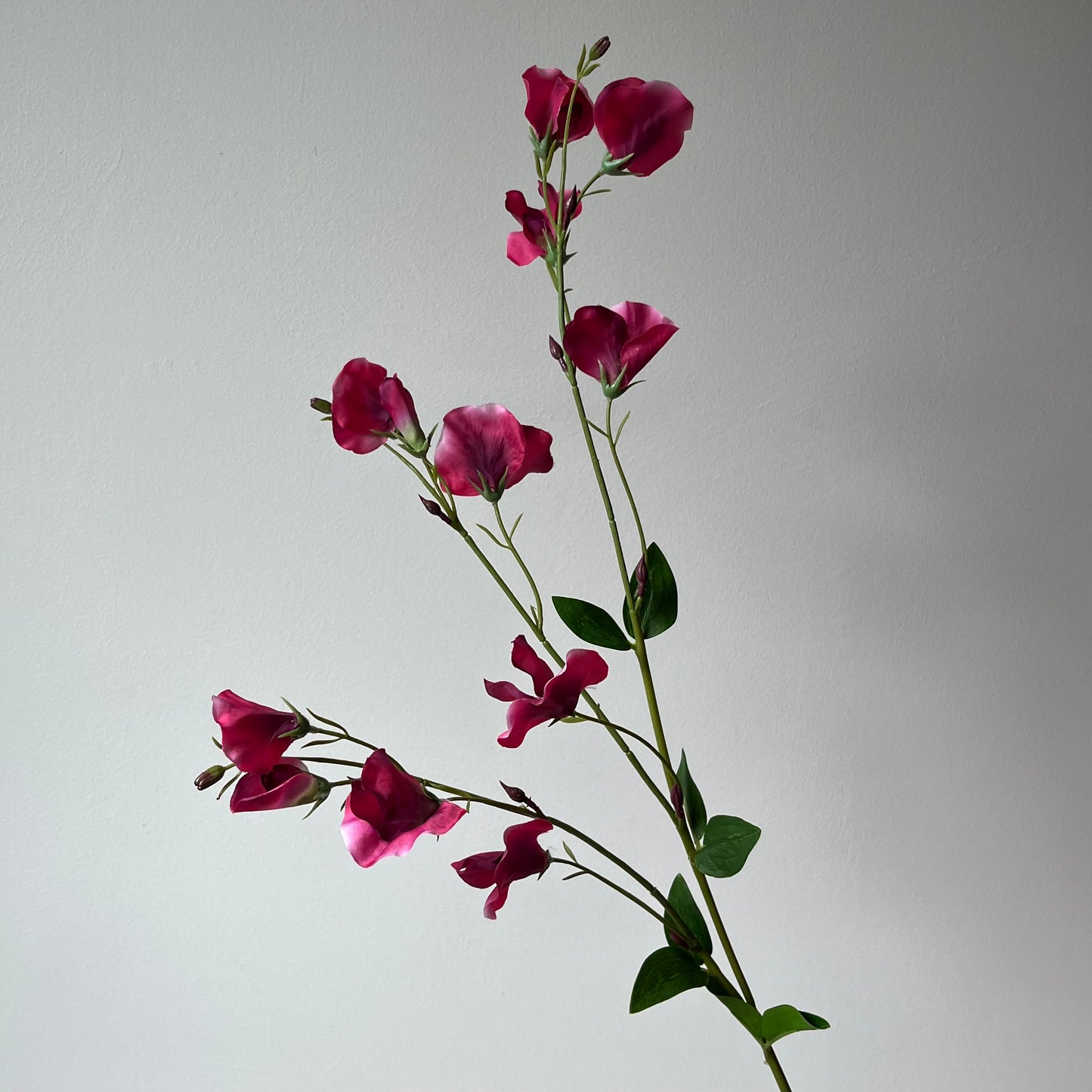 Lathyrus (Pronkerwt) Spray - Fuchsia
