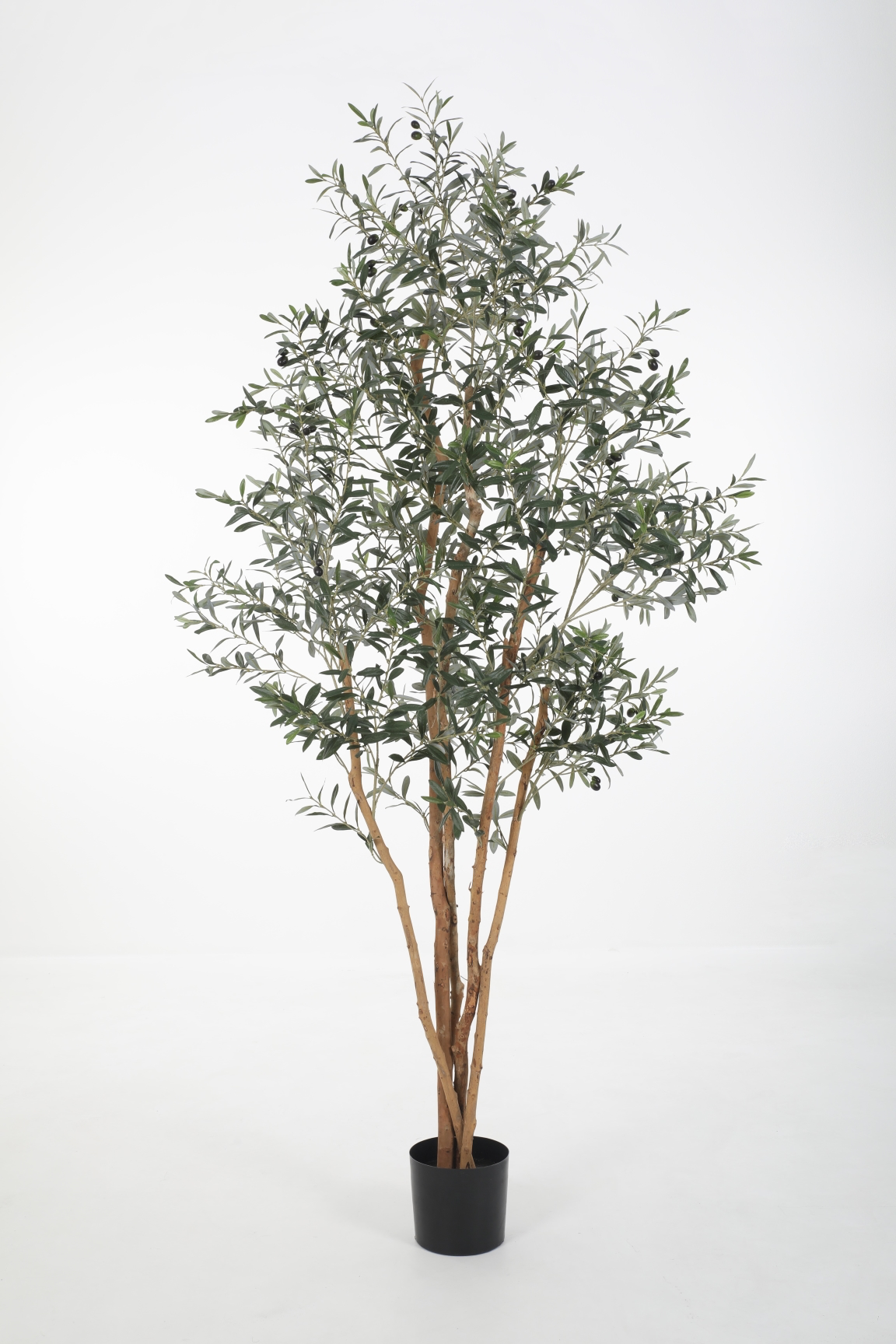 Olive Tree (220cm)
