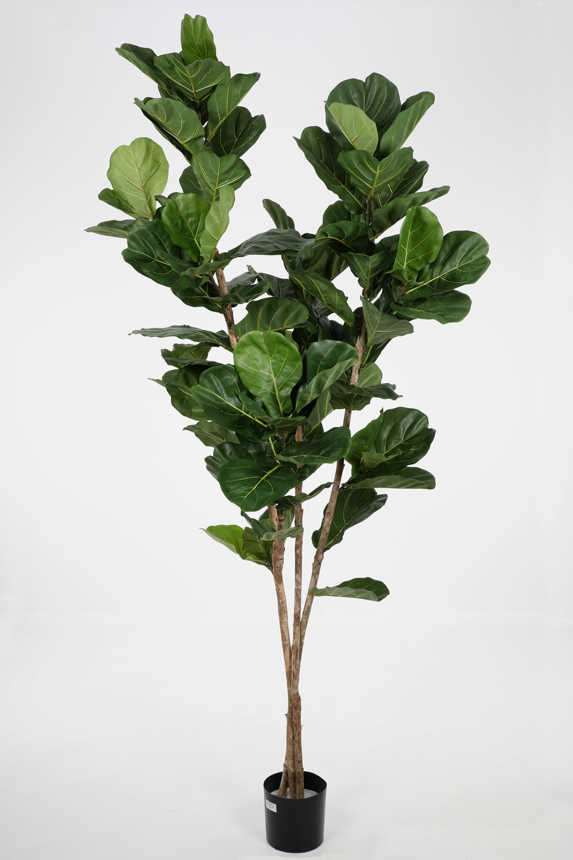Fiddle Leaf Tree (235cm)