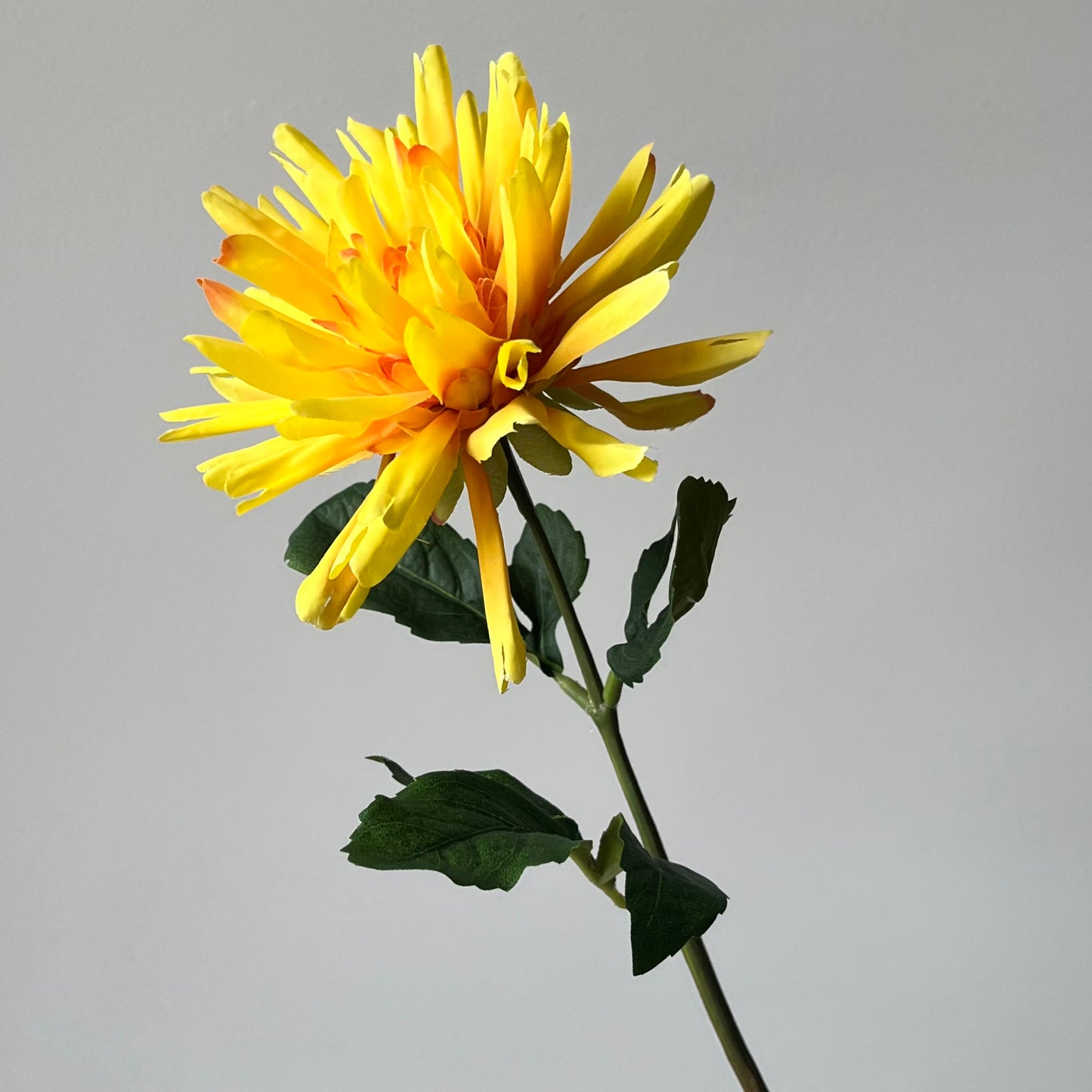 Dahlia Stekel - Geel