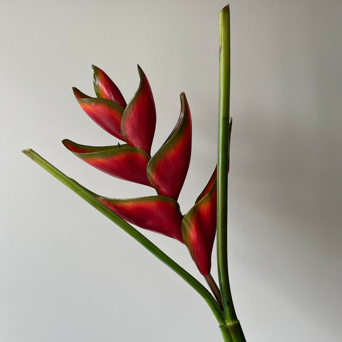 Helicomia Lobster Claw - Rood