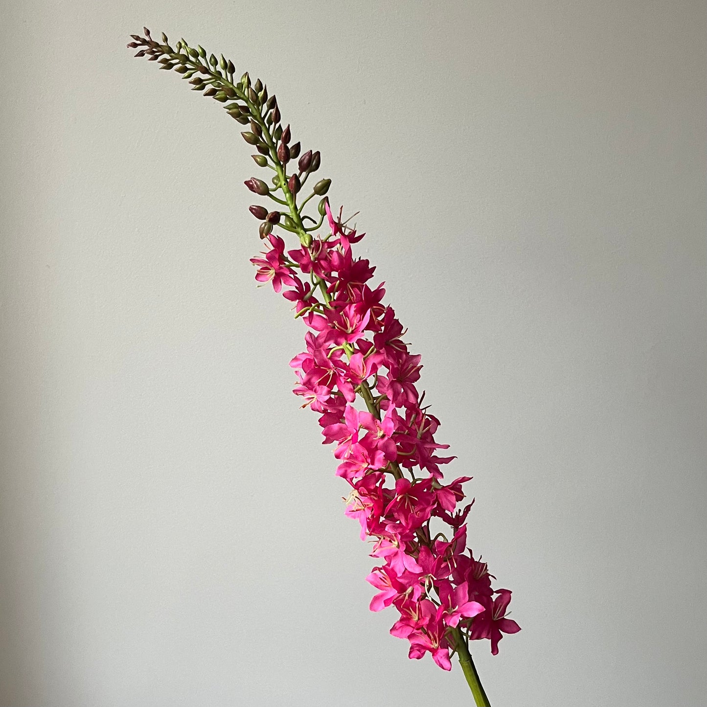 Eremurus (Naald van Cleopatra) - Fuchsia