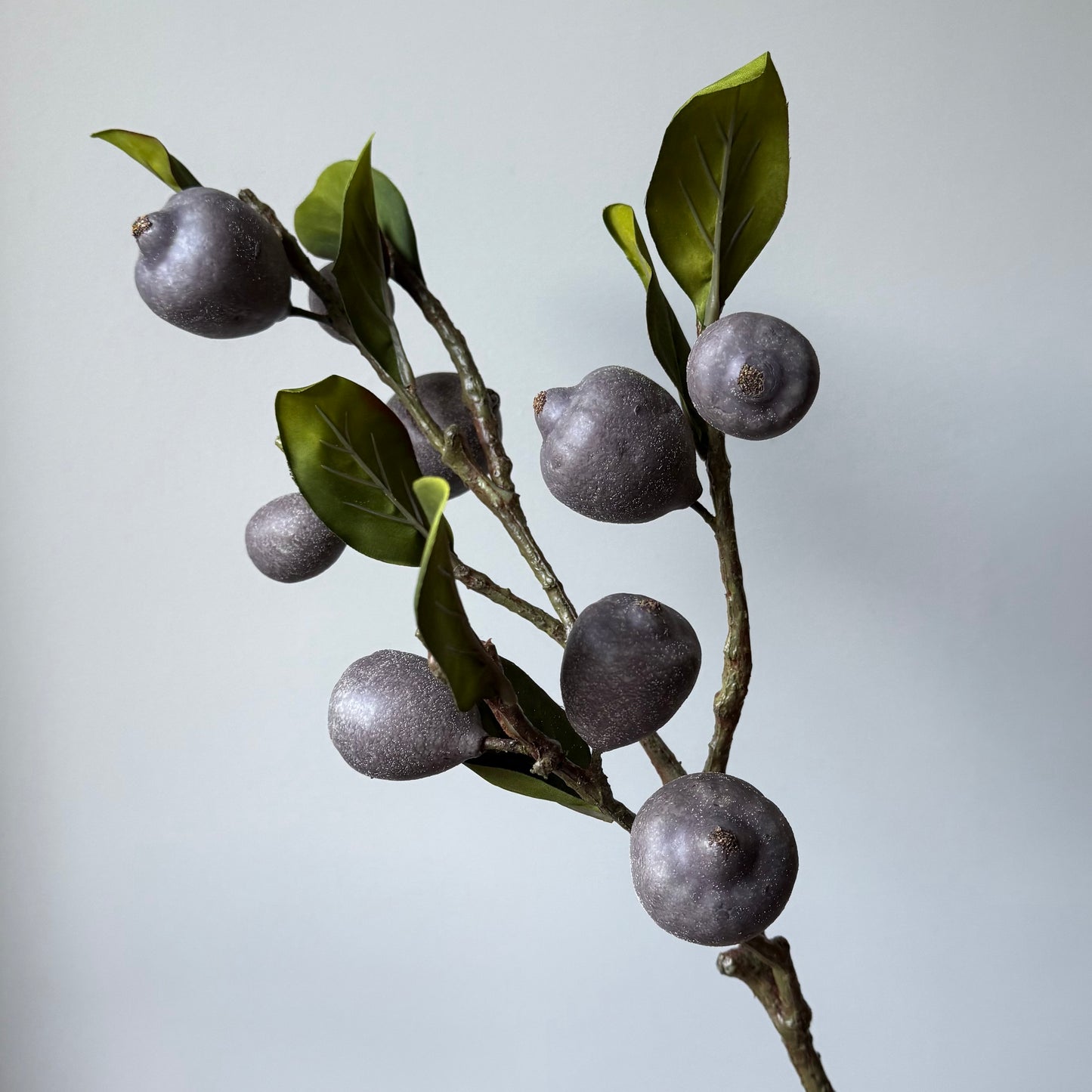 Vijg Fruittak - Paars