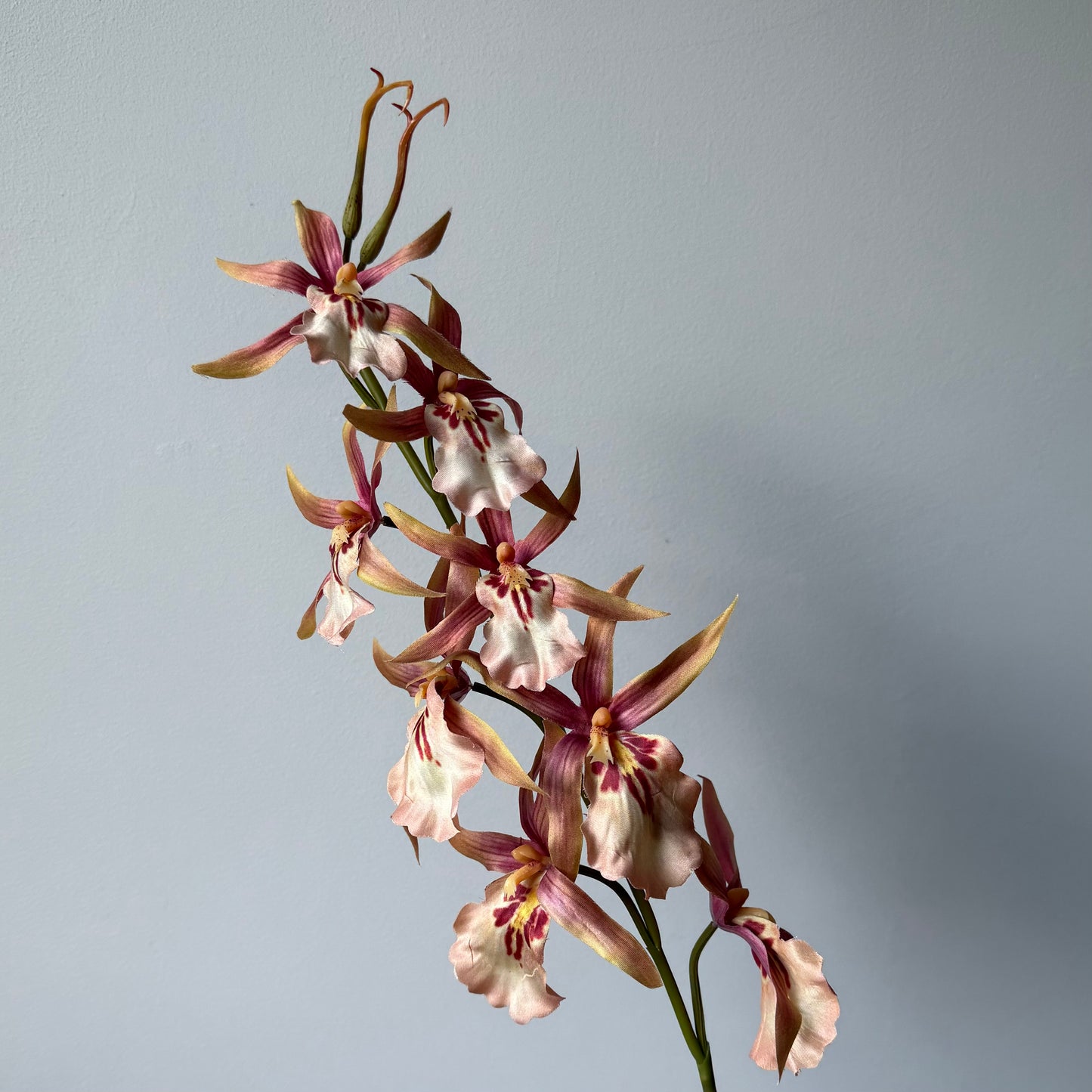 Phalaenopsis (Orchidee) - Peach/Bordeaux