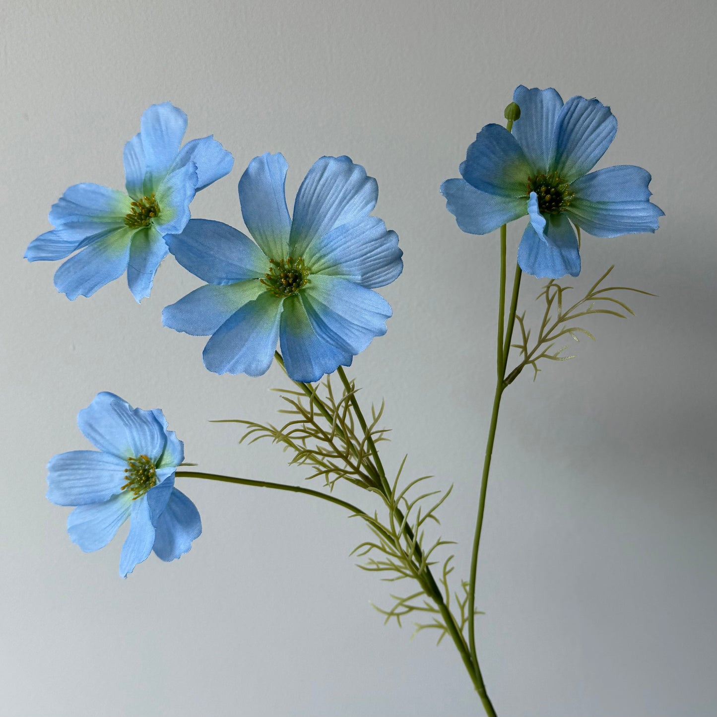 Cosmos (Cosmea) Spray (4-bloemig) - Blauw