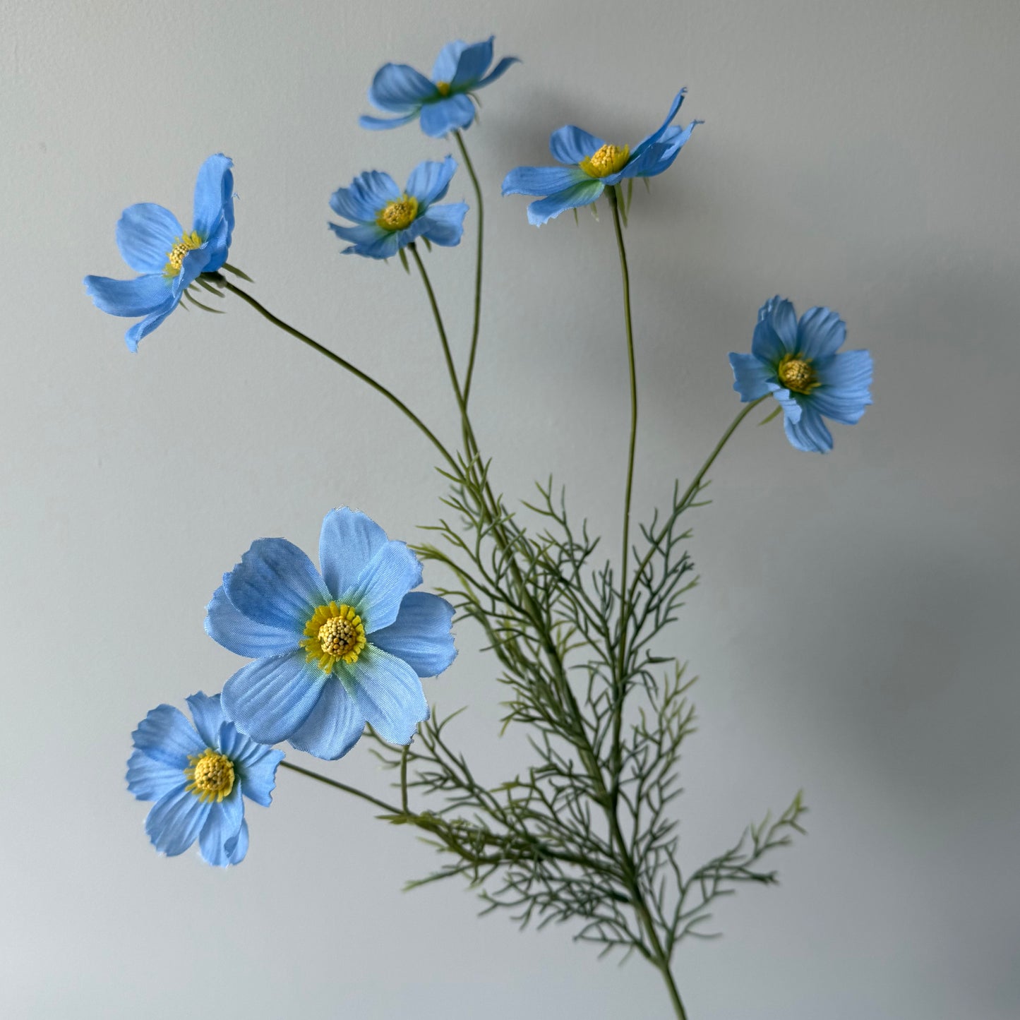 Cosmos (Cosmea) Spray (7-bloemig) - Blauw