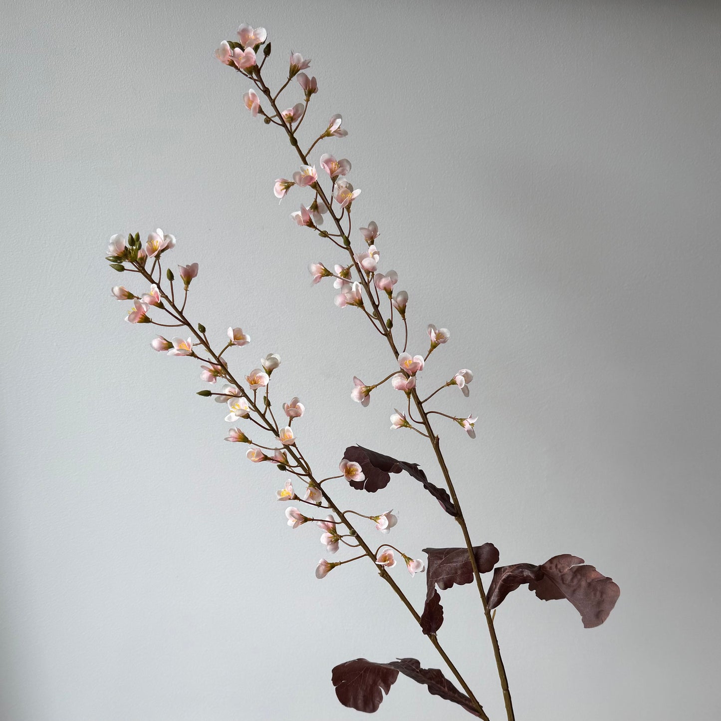 Primula bloesem - Roze/Bordeaux