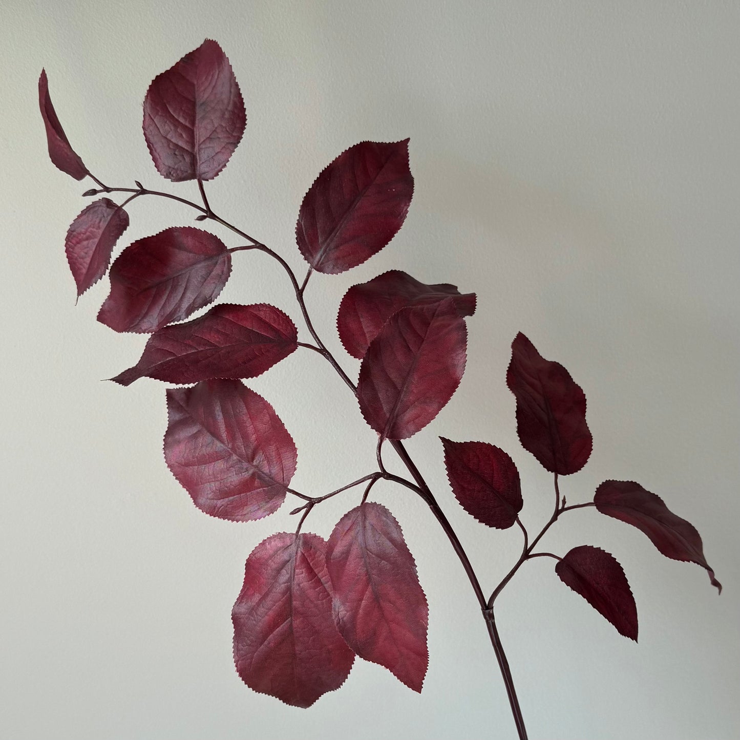 Salal (Appelblad) Herfst - Bordeaux