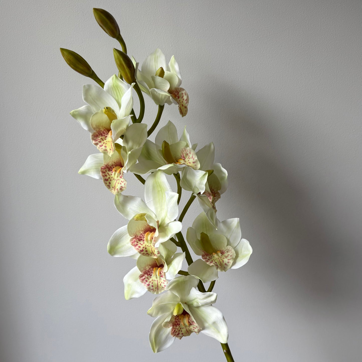 Cymbidium (Orchidee) - Wit/groen