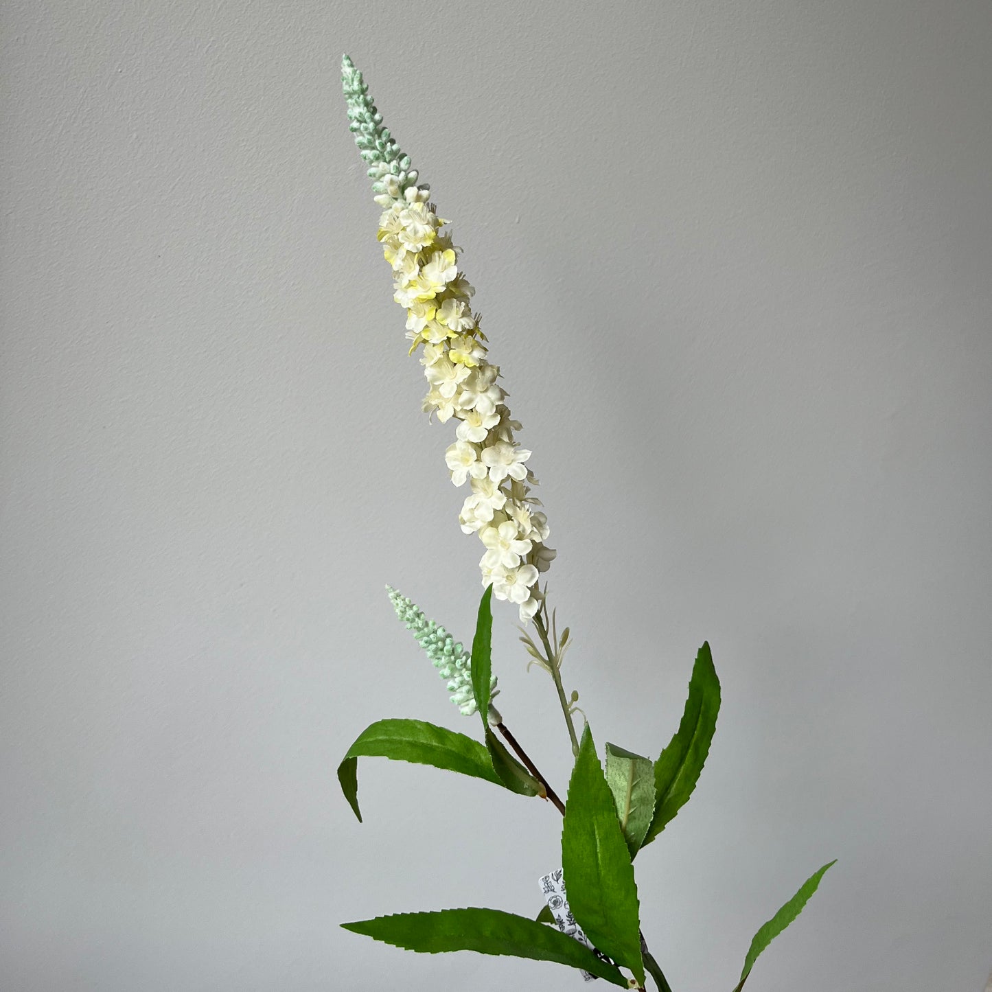 Veronica (Ereprijs) - Crème