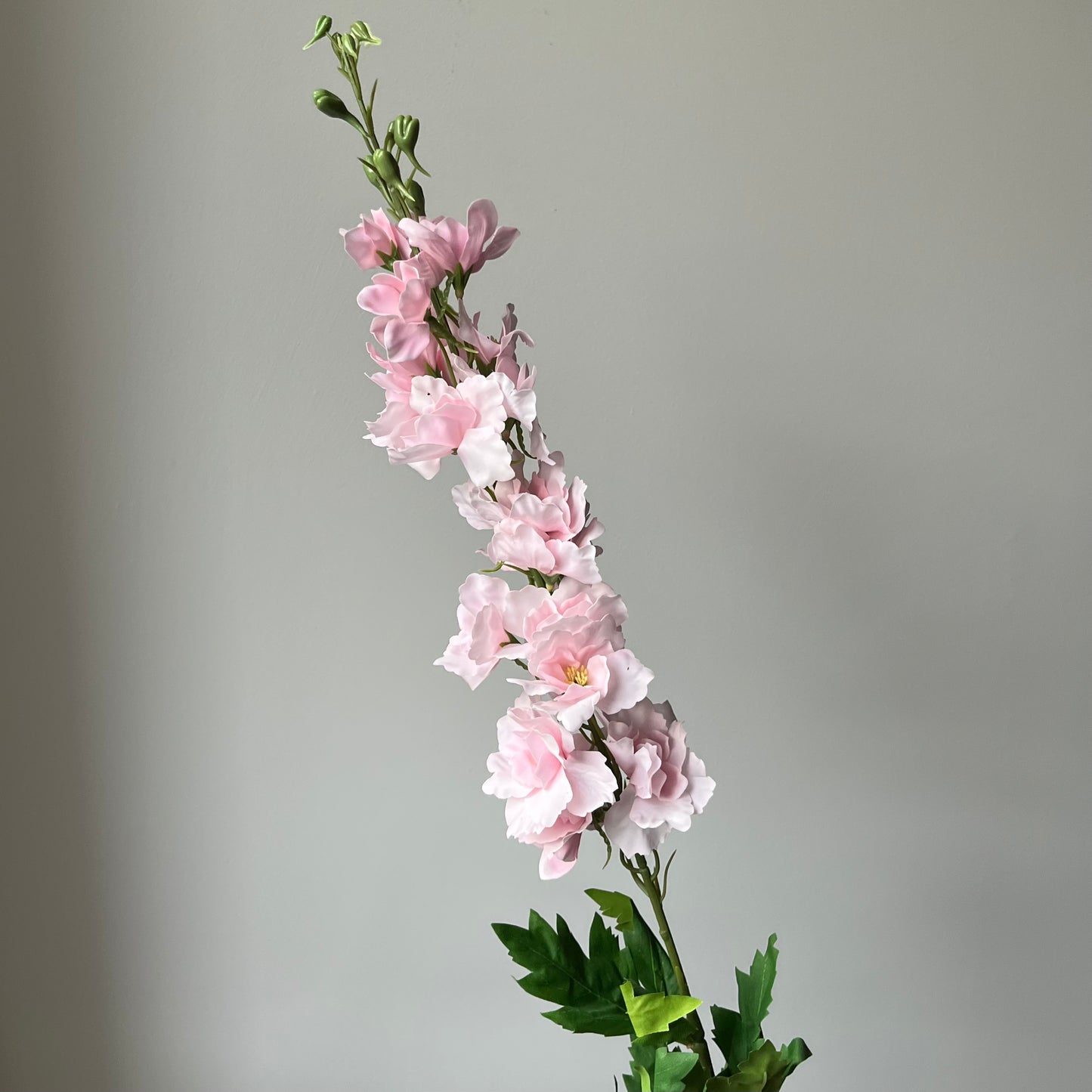 Delphinium (Ridderspoor) - Roze