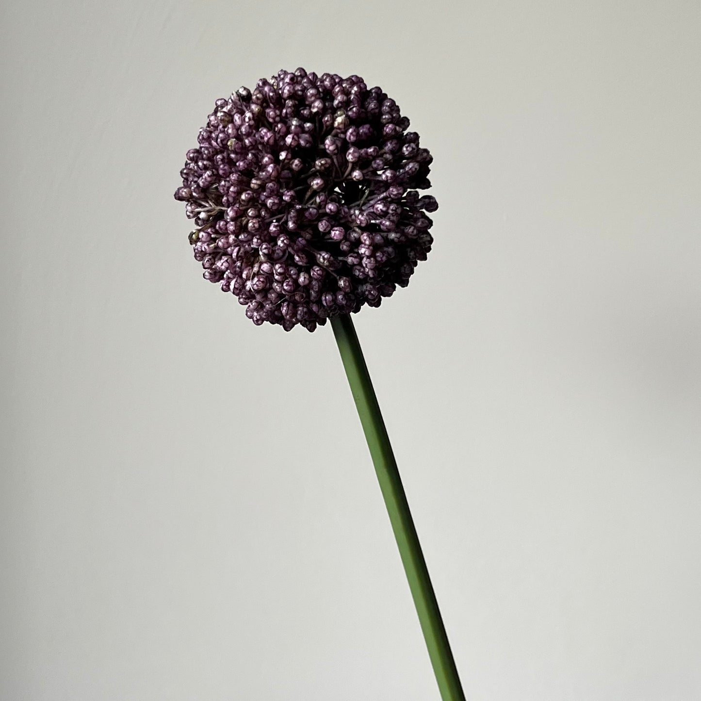 Allium Mura (Sierui) - Paars