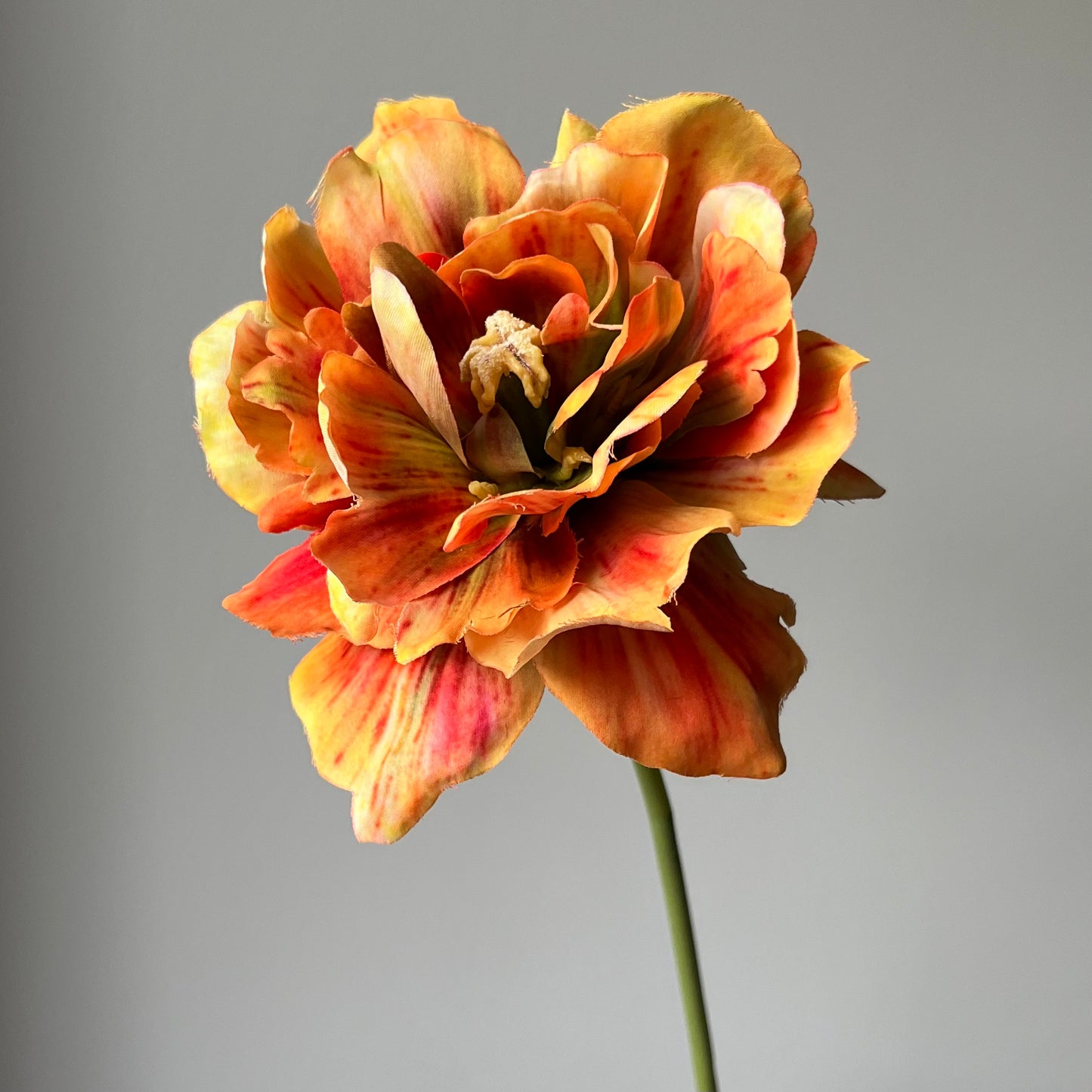 Tulp open - Oranje