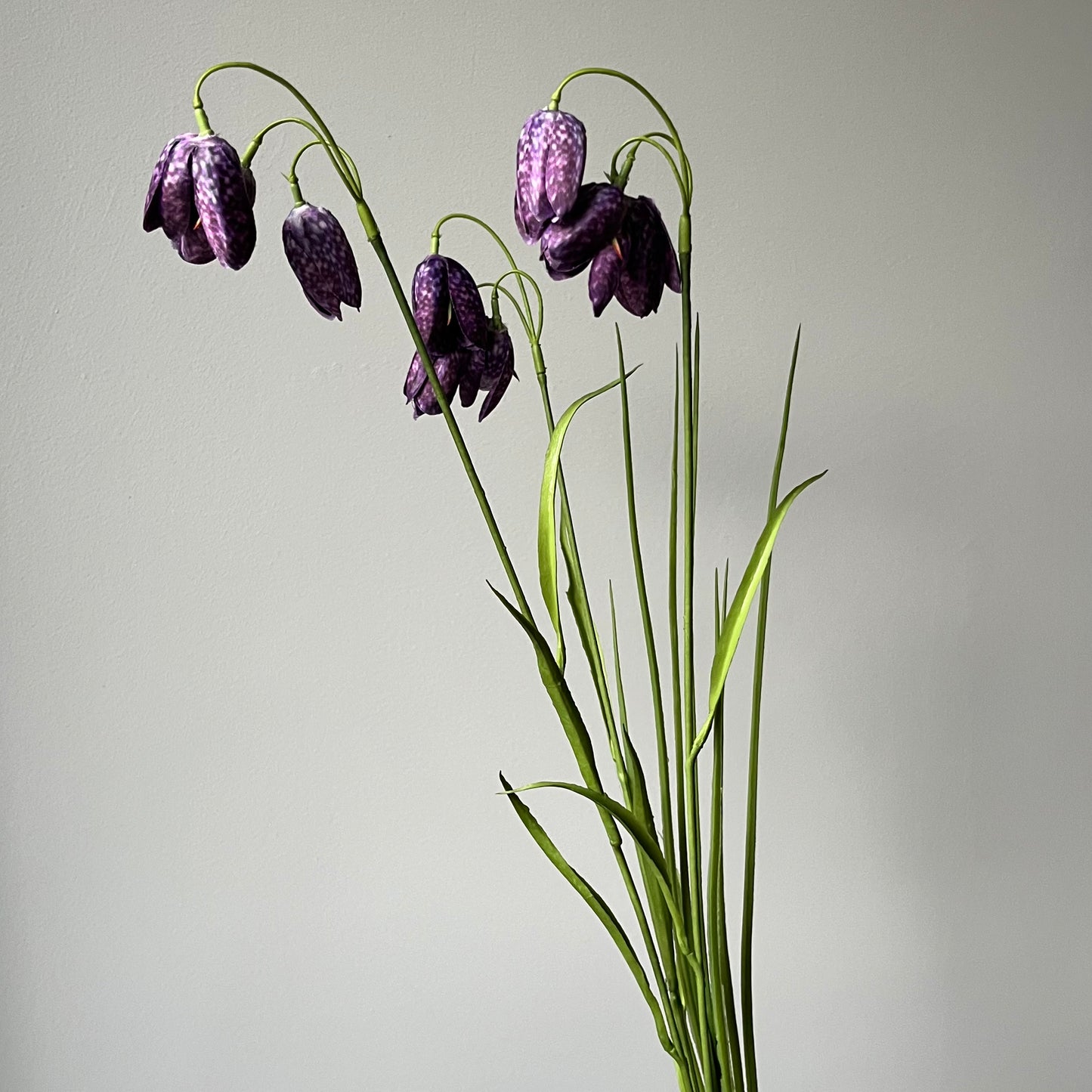 Fritillaria (Wilde Kievitsbloem) - Paars