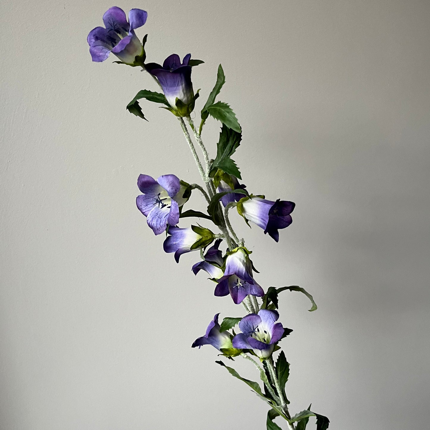 Campanula (Klokje) - Paars