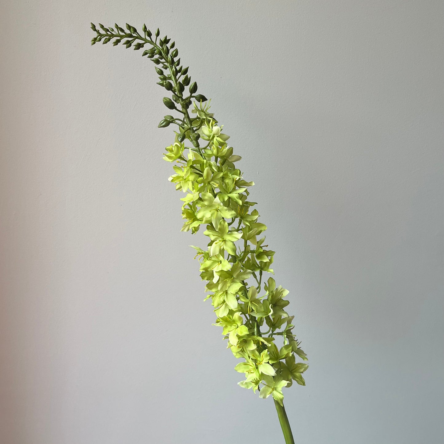 Eremurus (Naald van Cleopatra) - Groen